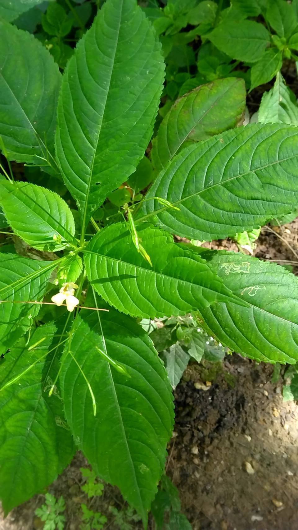 Springkraut（飛び出る葉っぱ）を発見！｜キーくん＠ドイツの森の幼稚園