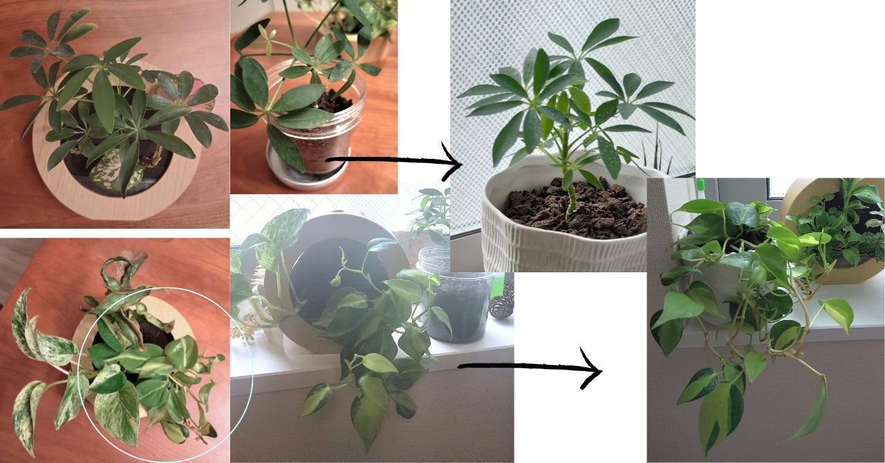 とても大きく育った観葉植物たち 土を使わない、観葉植物たちレビュー｜kw.