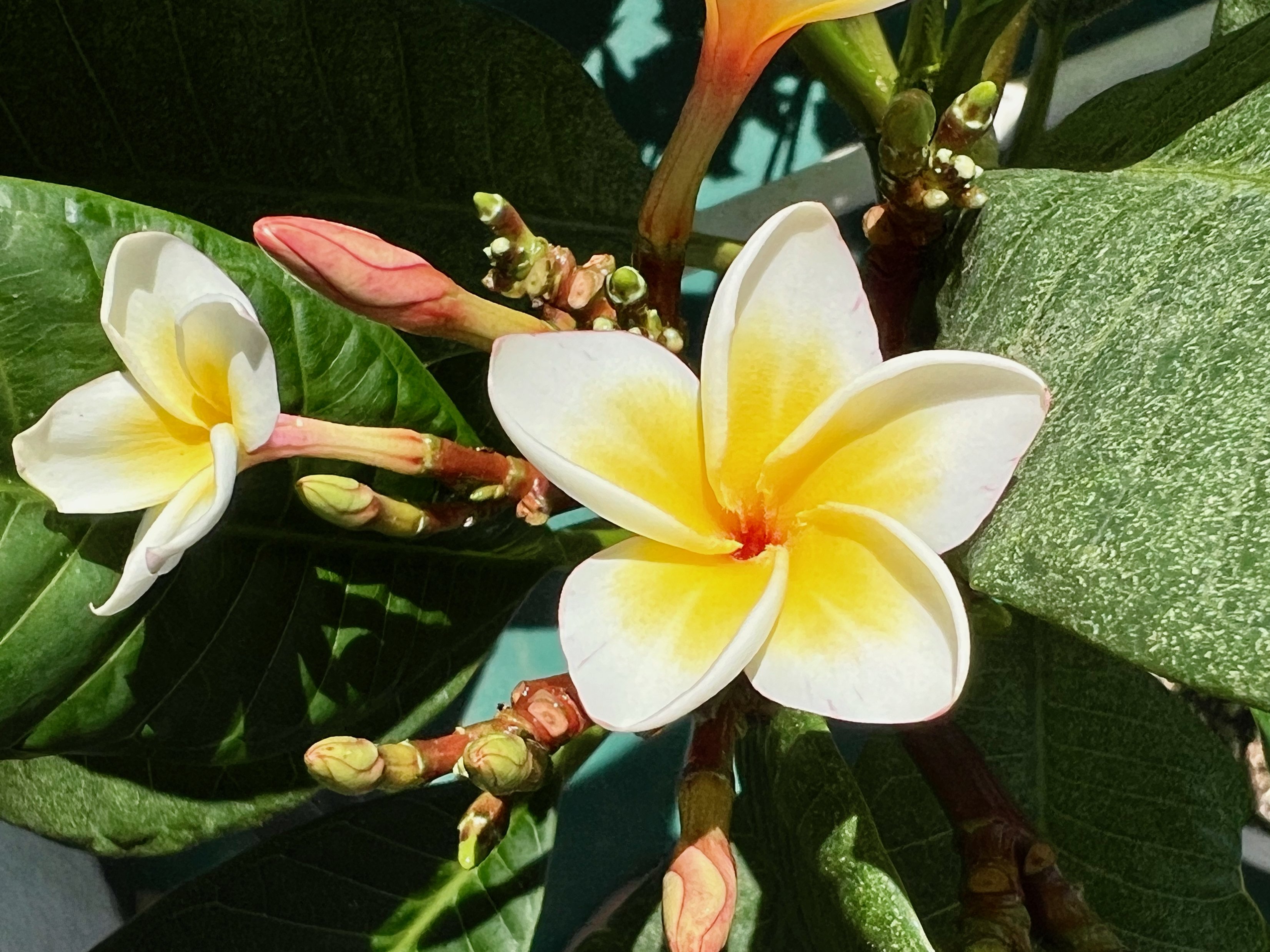 プルメリアの色が変わった｜solitude