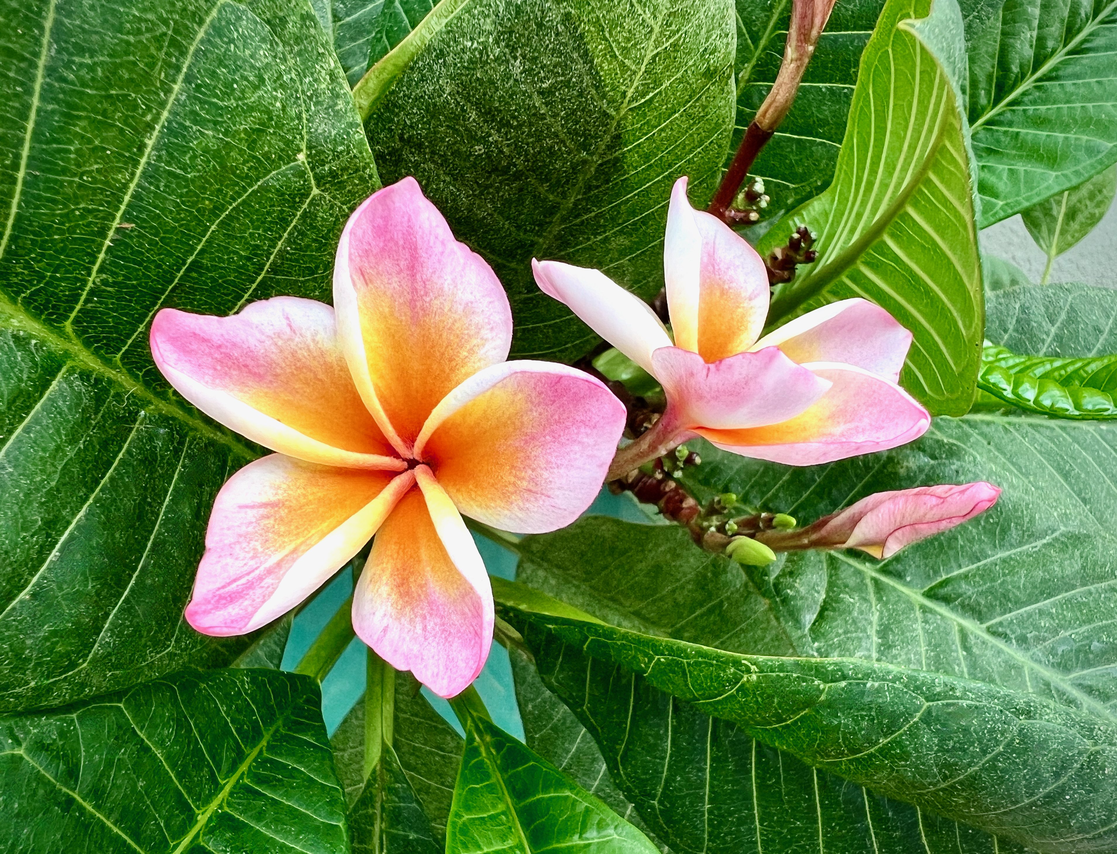 プルメリアの色が変わった｜solitude