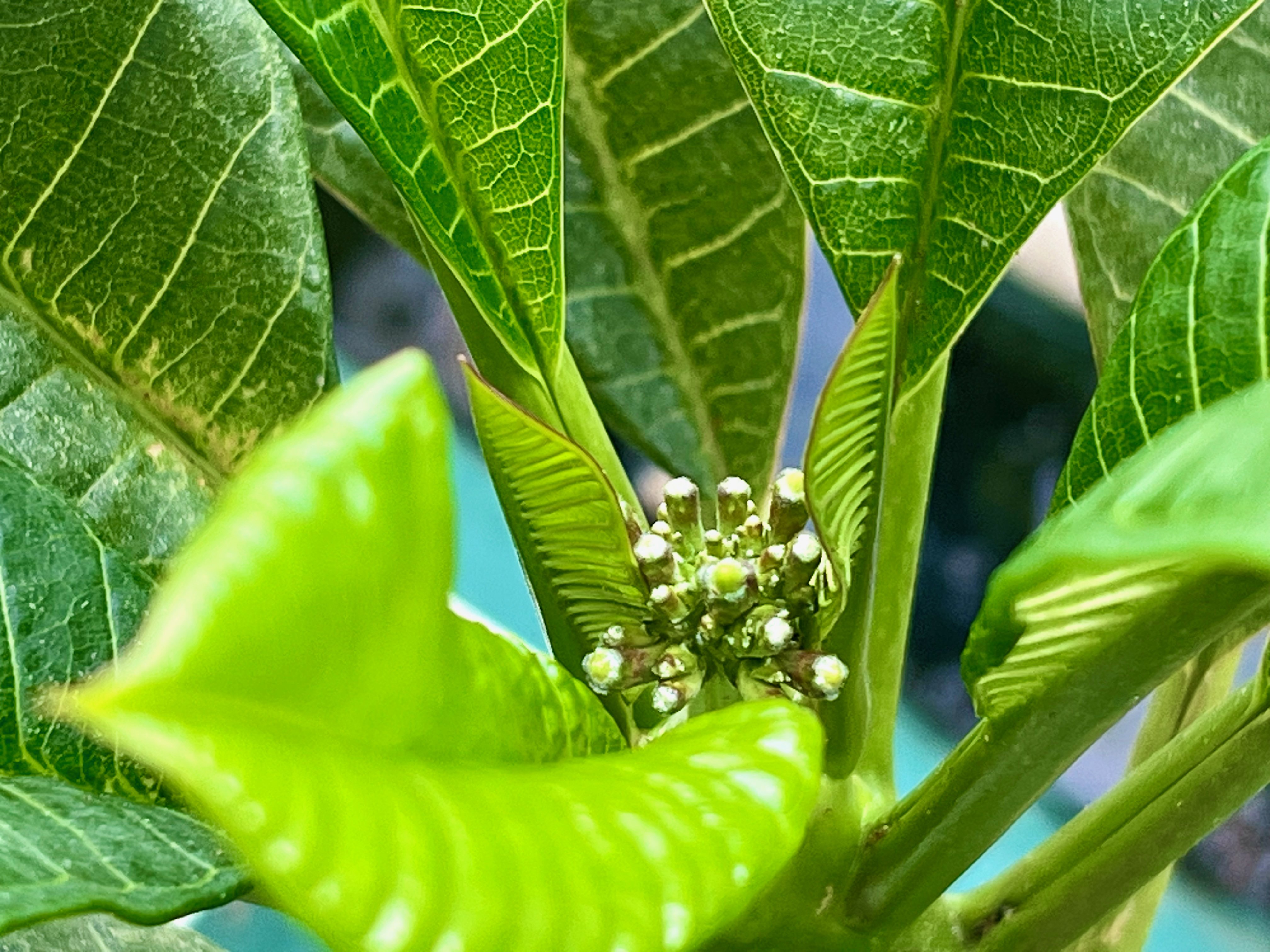 プルメリアの色が変わった｜solitude