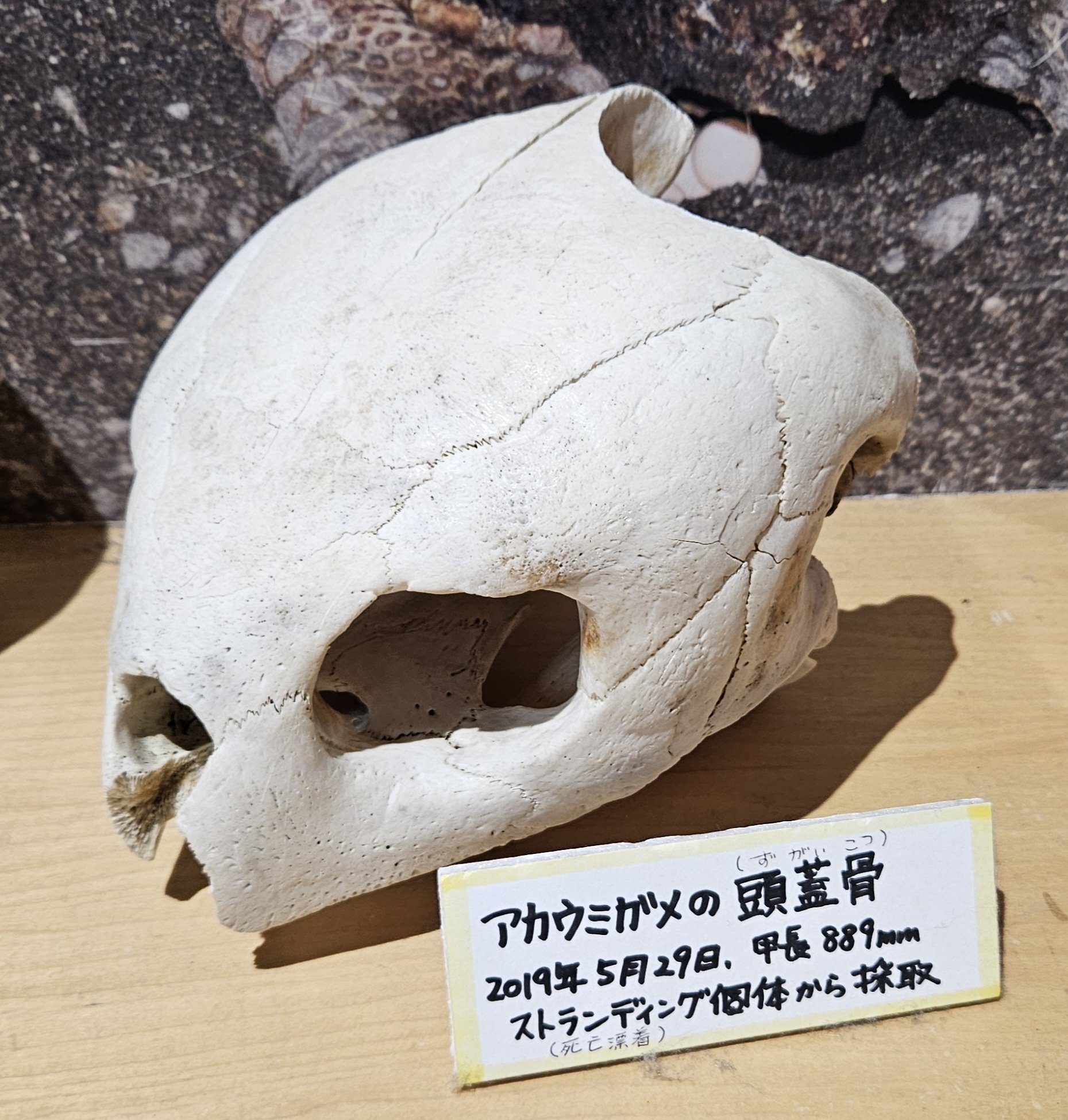 ウミガメの頭骨他　骨標本 ウミガメの頭骨他 骨標本