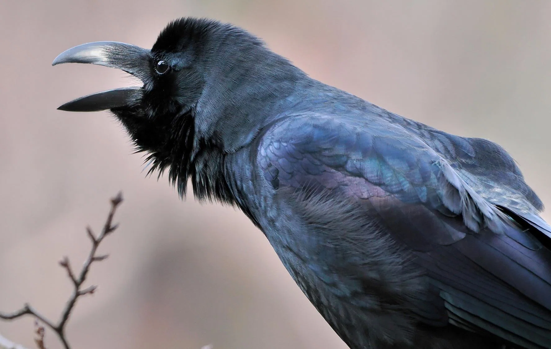 最近カラスがほんとにヒドイ｜あぶらやま野鳥ブログ⑨｜ABURAYAMA FUKUOKA
