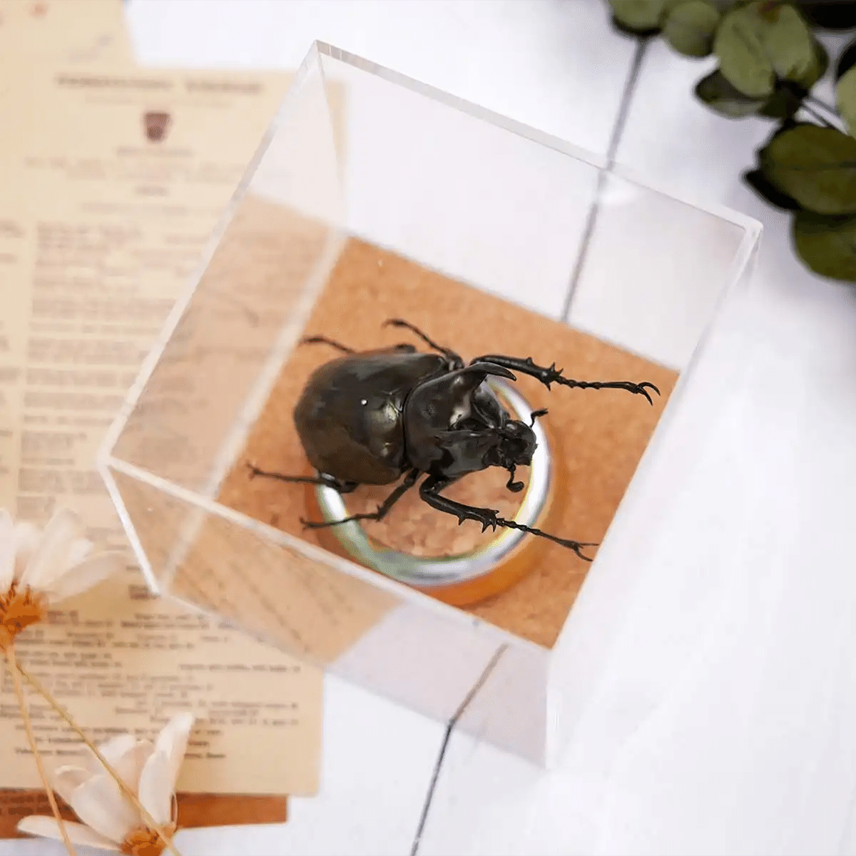 夏休みの自由研究は、親子で昆虫標本にチャレンジ！｜ミルーム