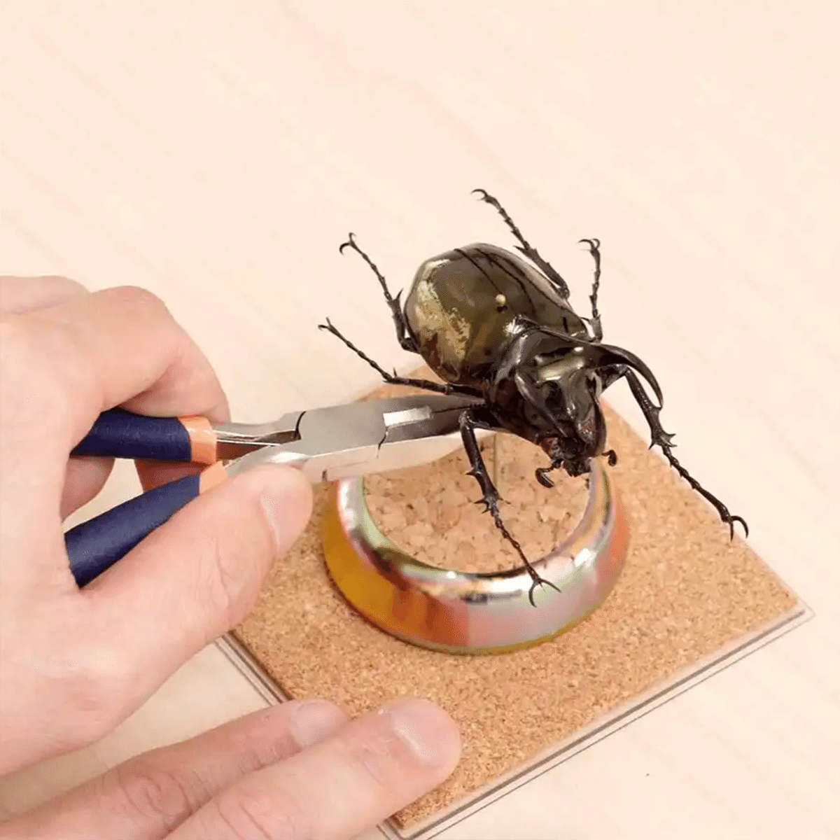 標本 カブトムシ サソリ オーべチュール 糞虫など 夏休みの自由研究は