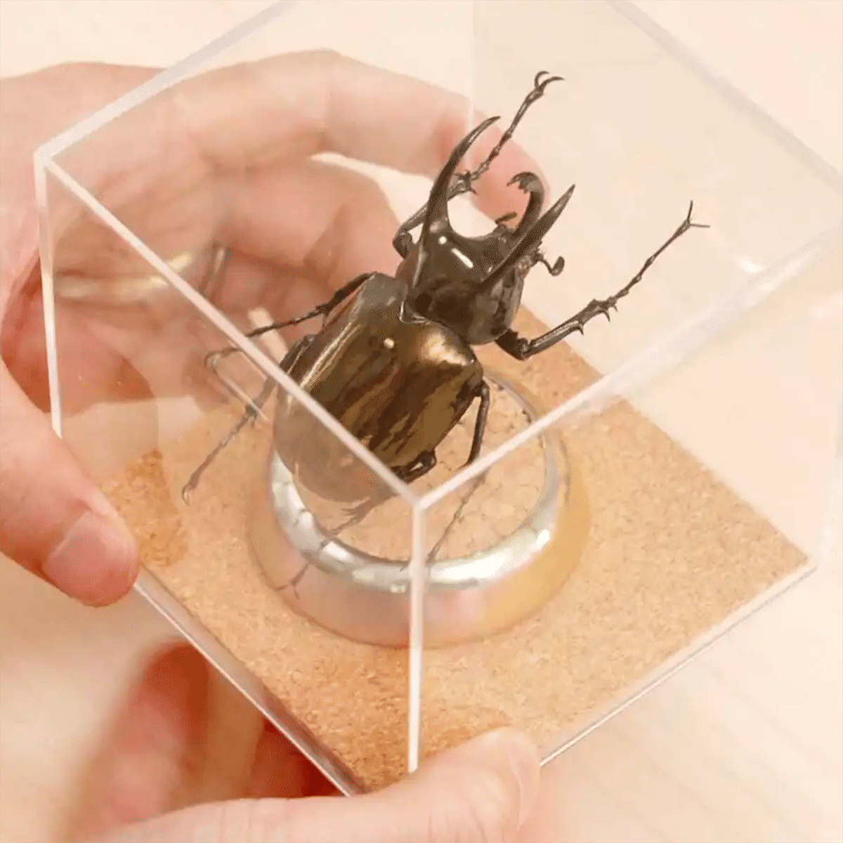 夏休みの自由研究は、親子で昆虫標本にチャレンジ！｜ミルーム