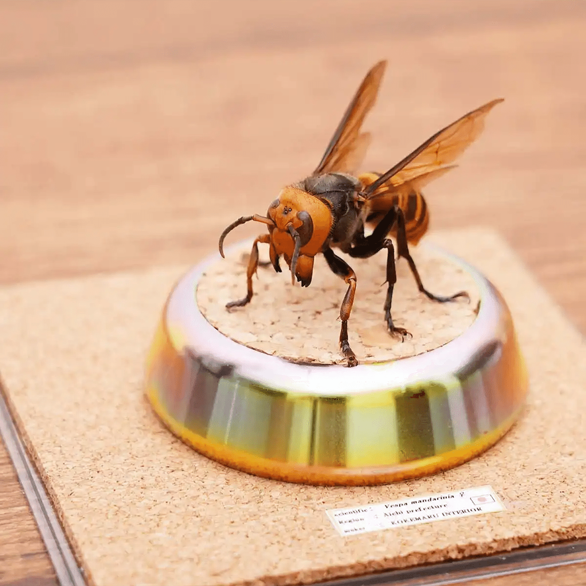 オオスズメバチ2匹 立体標本 思いがけない
