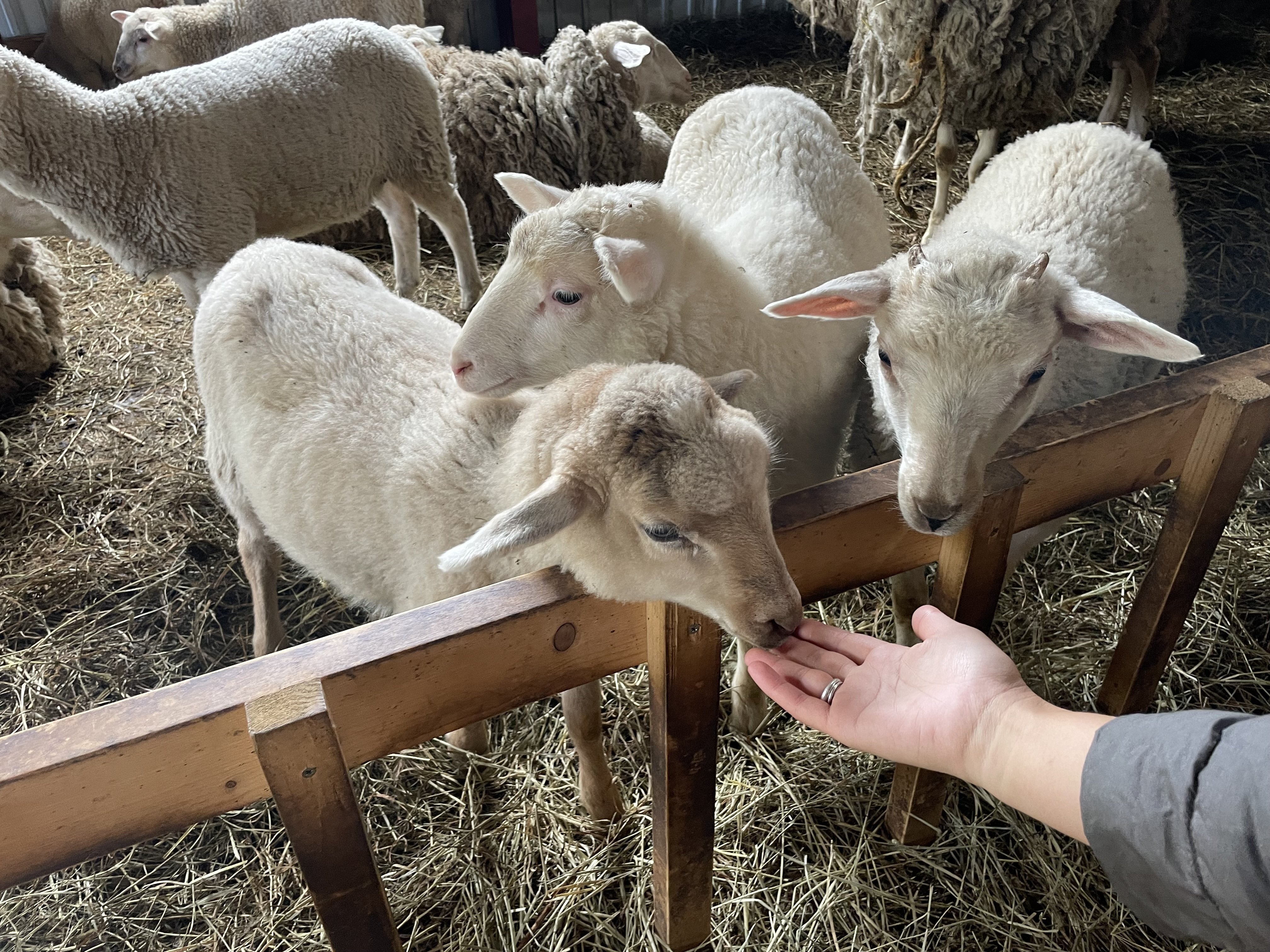 ひつじ 世界一かわいい‼ひつじがやってきた | News | ローザンベリー多和田