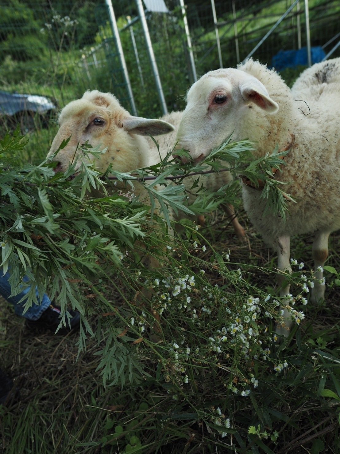 ひつじがやってきました｜manami｜宗像自然農園｜fluke wool crafts