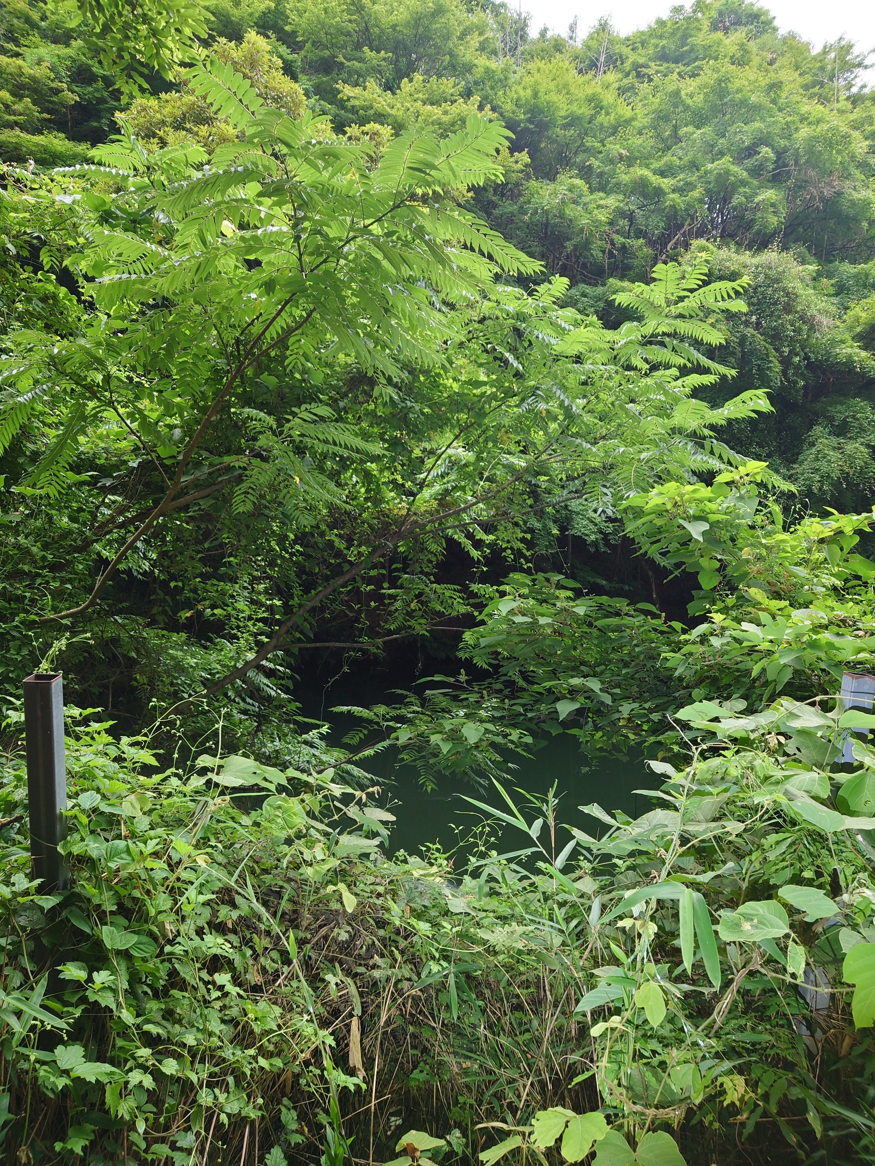 心霊スポット調査 浅野公園・浅野瀧不動明王編｜雨雲模様＠怪談師見習い