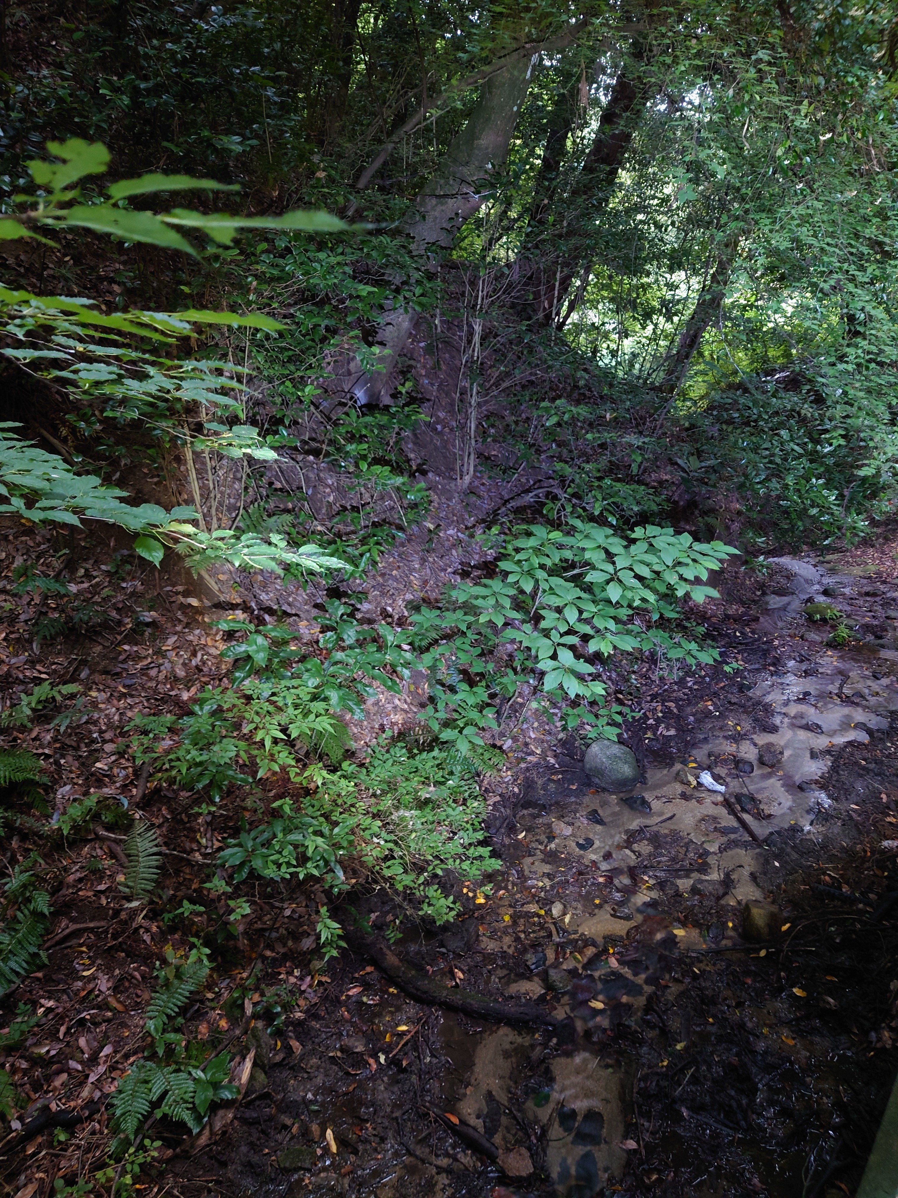 心霊スポット調査 浅野公園・浅野瀧不動明王編｜雨雲模様＠怪談師見習い
