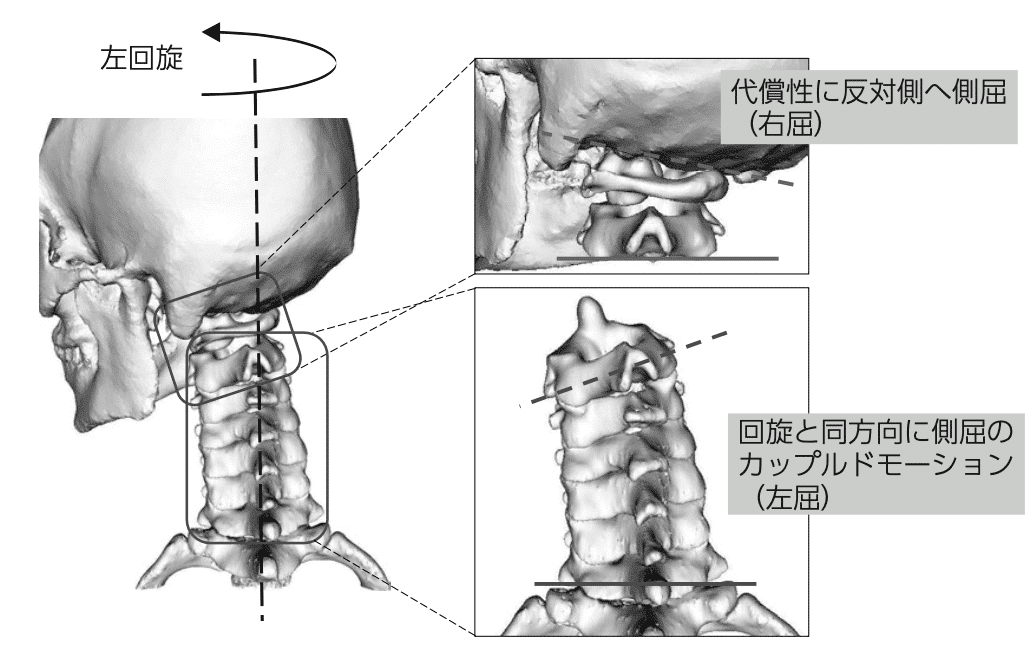 完全版】関節の構成運動と運動連鎖の臨床応用【サブスク】|理学 完全版】関節の構成運動と運動連鎖の臨床応用【サブスク】|理学