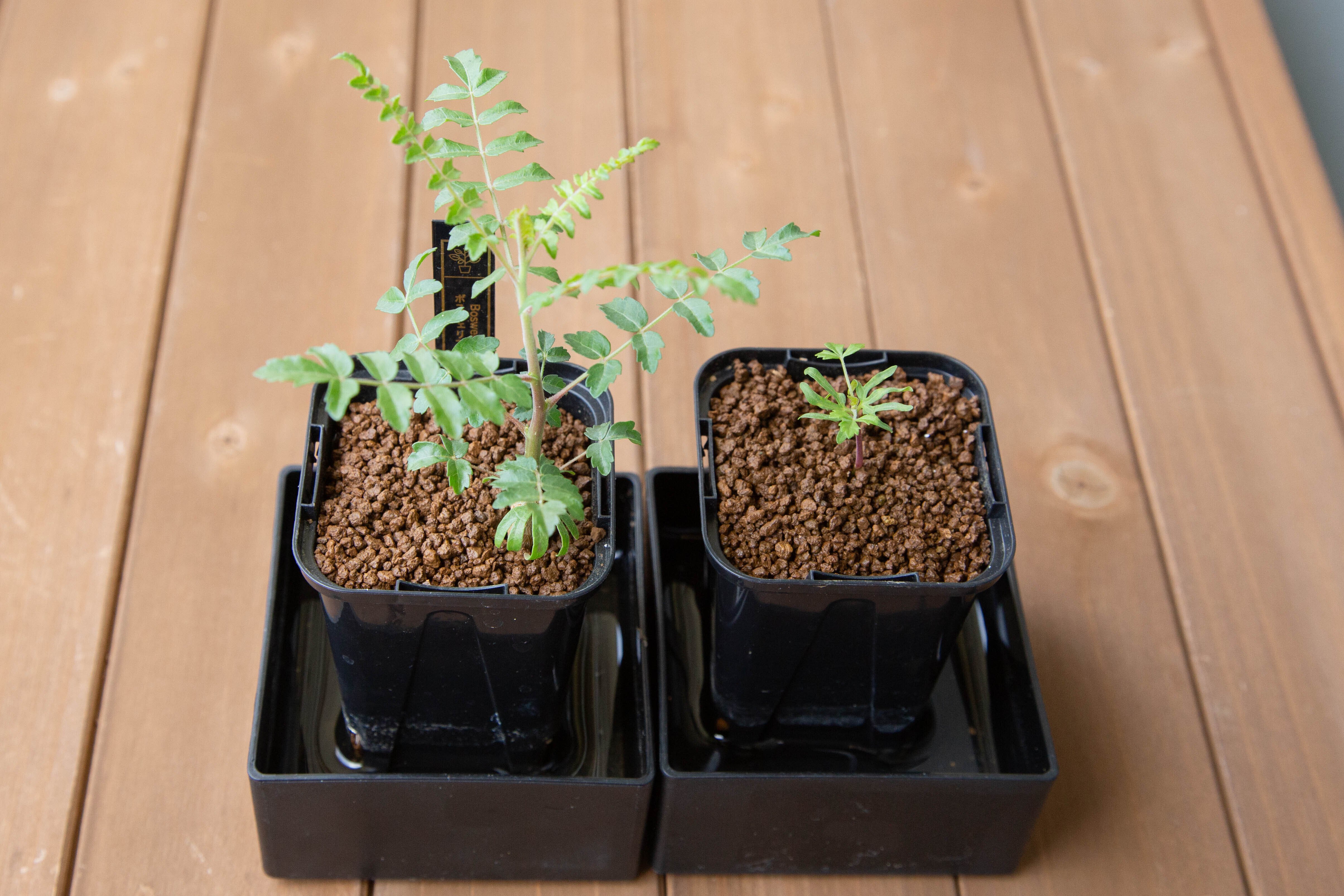 播種後1か月 ボスウェリア・ネグレクタ発芽！＆途中経過｜たこさん