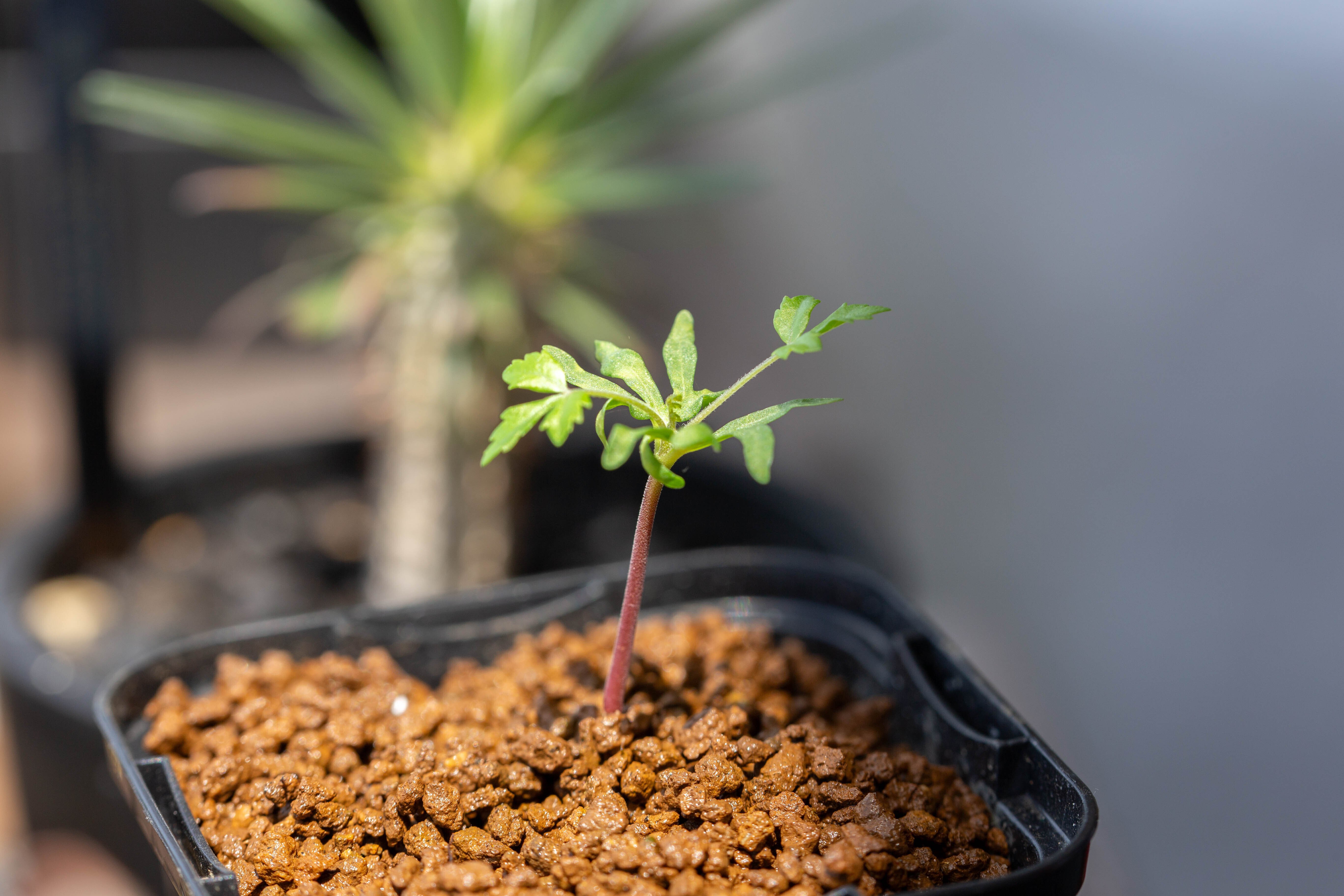 播種後1か月 ボスウェリア・ネグレクタ発芽！＆途中経過｜たこさん