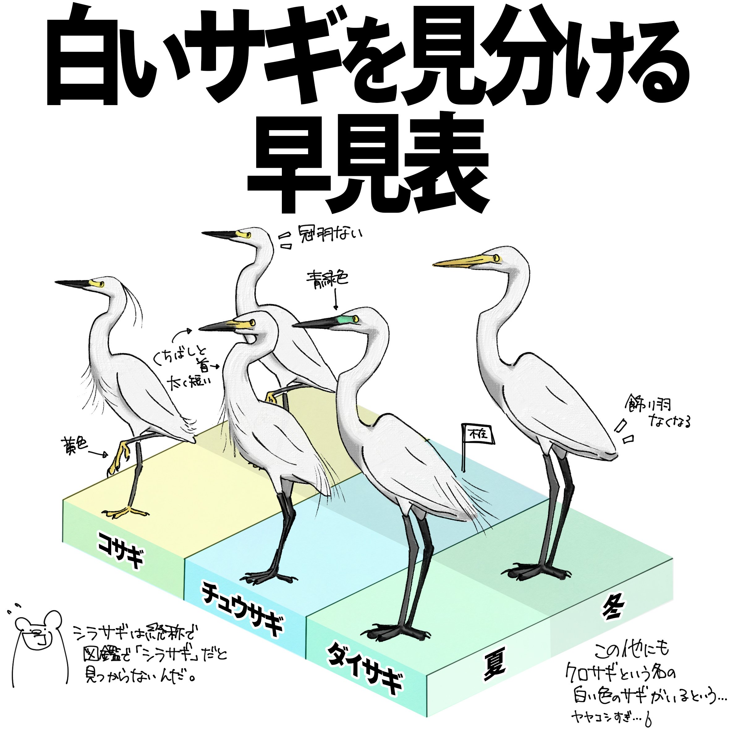 新品登場 白いサギを見分ける早見表｜くますけ｜自然ガイド・クリエイター 絵画