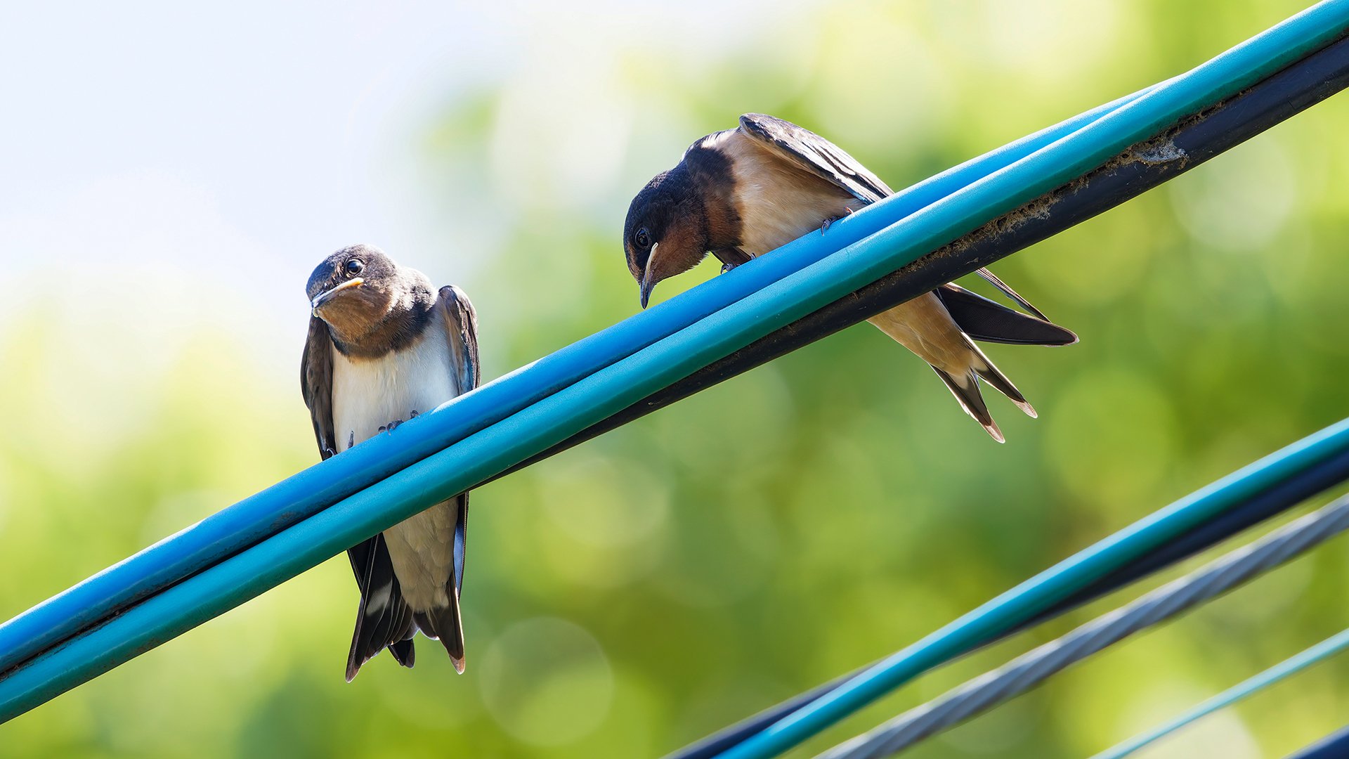 お腹が赤いツバメについて考える【7/30追記】｜神戸の野鳥note
