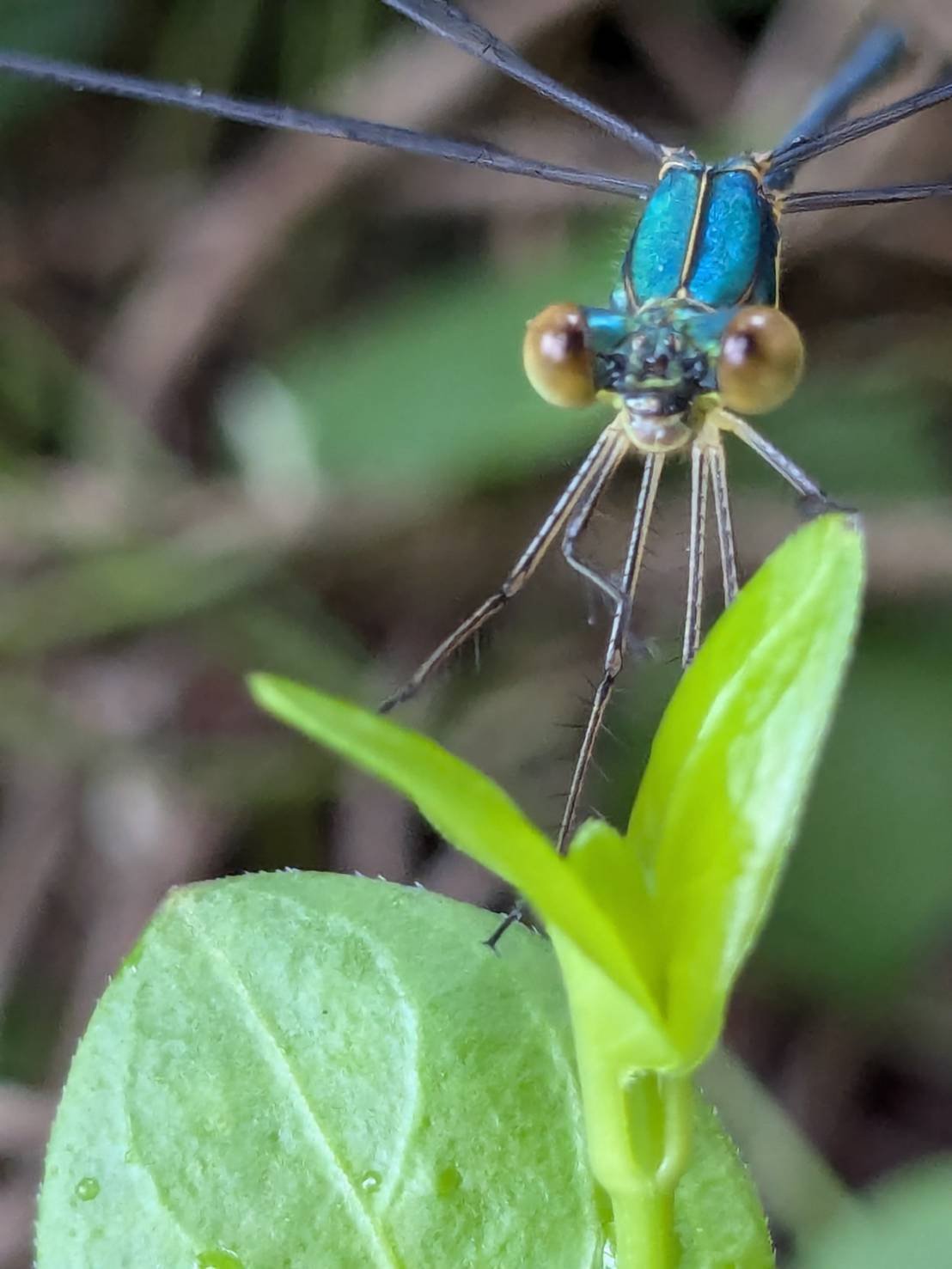 有松鳴海絞り　綺麗な水色に珍しいトンボ柄　爽やかなお品 有松鳴海絞り 綺麗な水色に珍しいトンボ柄 爽やかなお品 有松