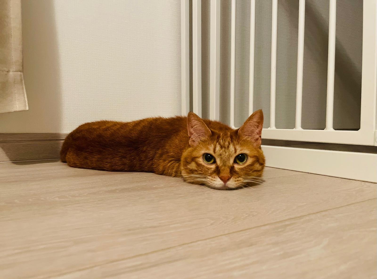 本日の猫たち #383（ツチネコ）｜MIU