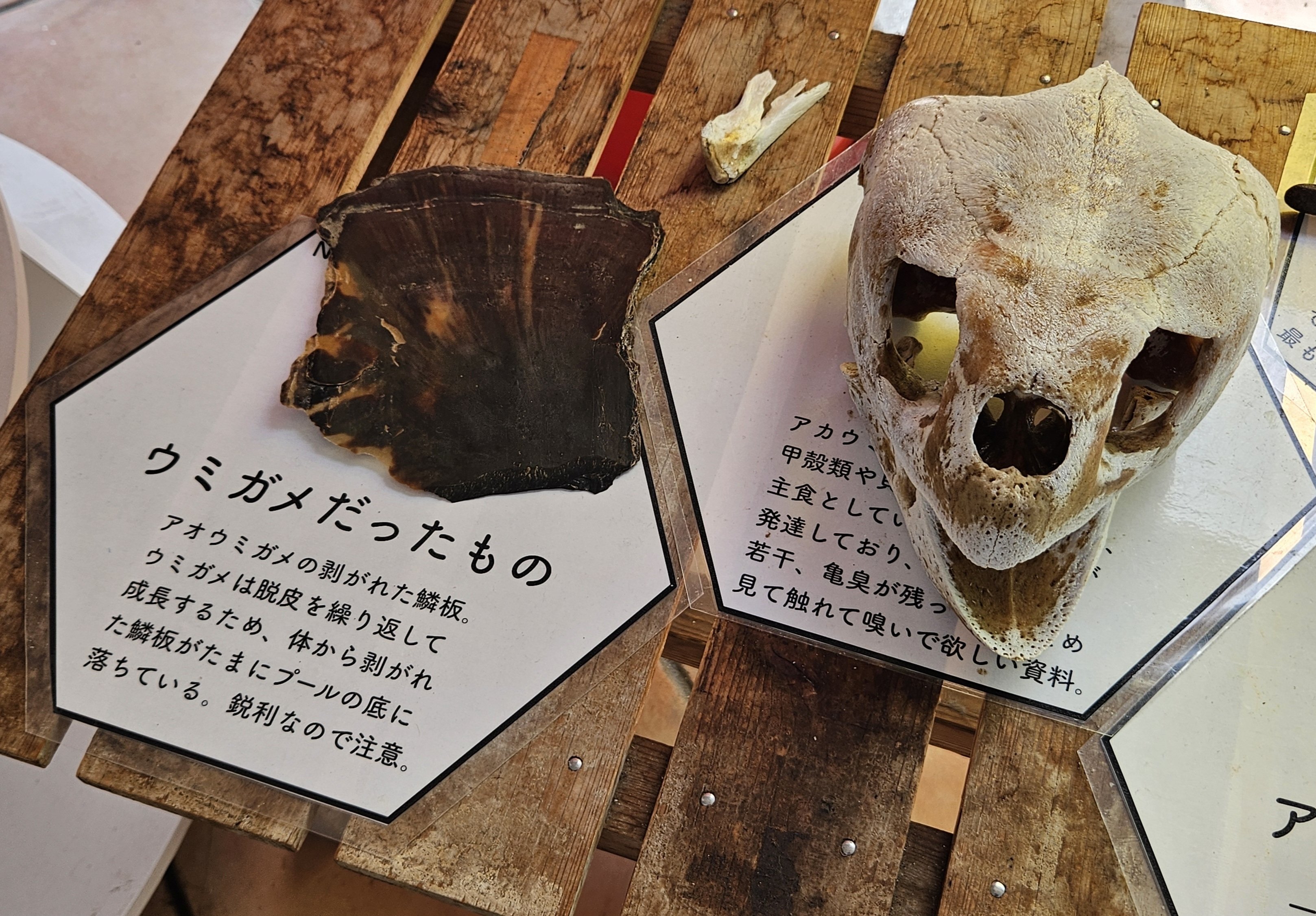 全国水族館の旅【41】道の駅紀宝町ウミガメ公園｜美原さつき