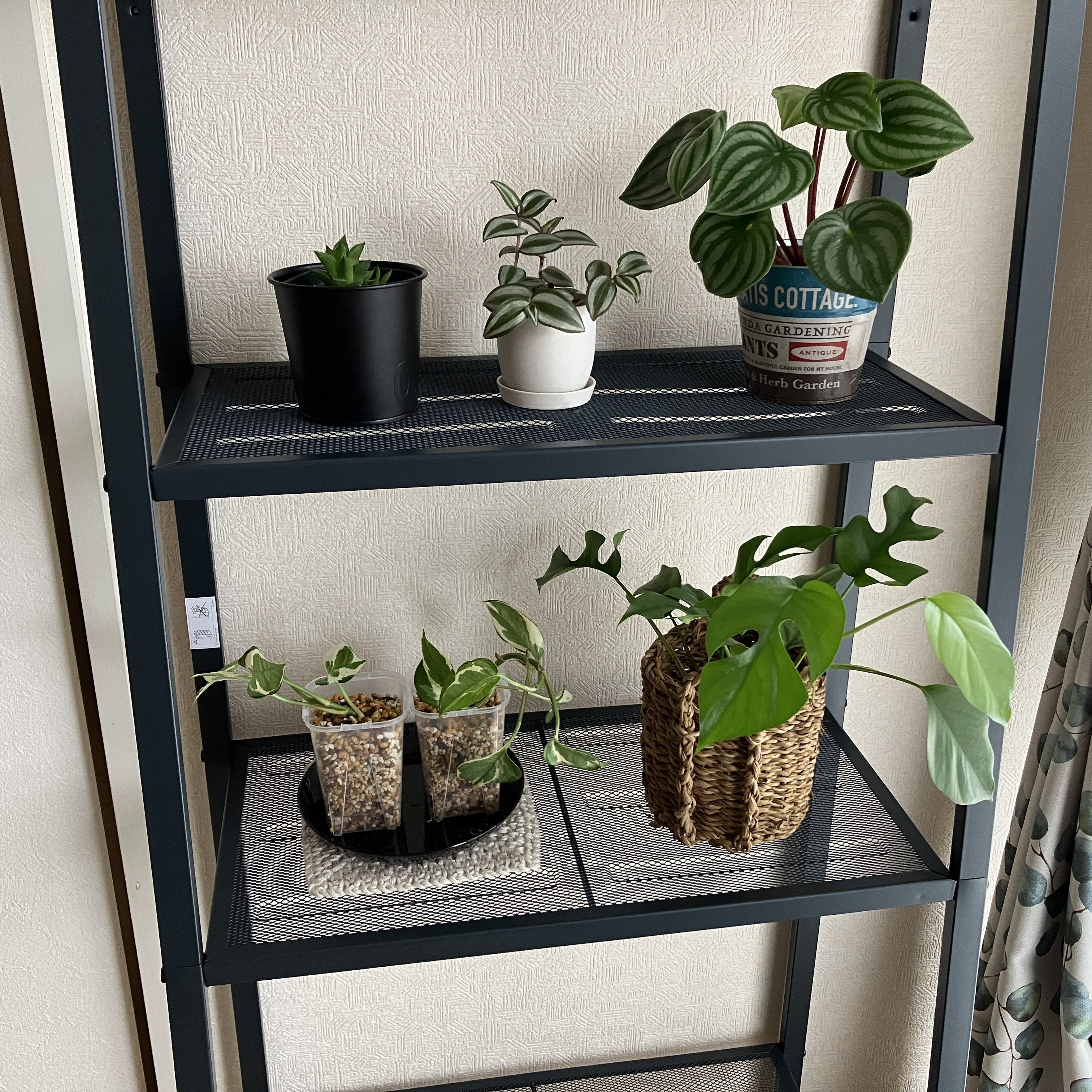 IKEAの植物棚がなかなかよかった件｜せせり