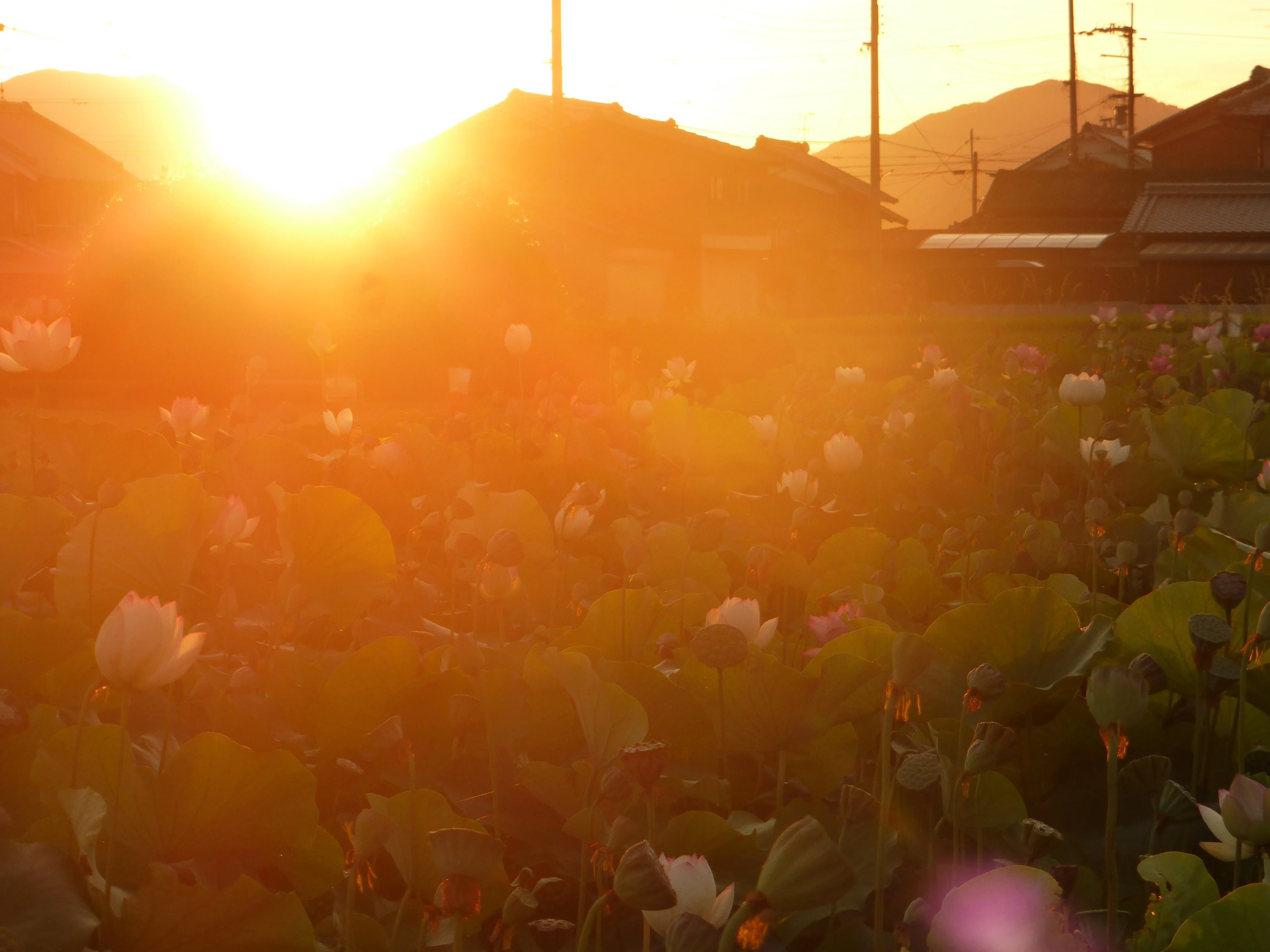 夜明けに蓮の花のひらく音を聴く（再々チャレンジ編）（R6-7-28
