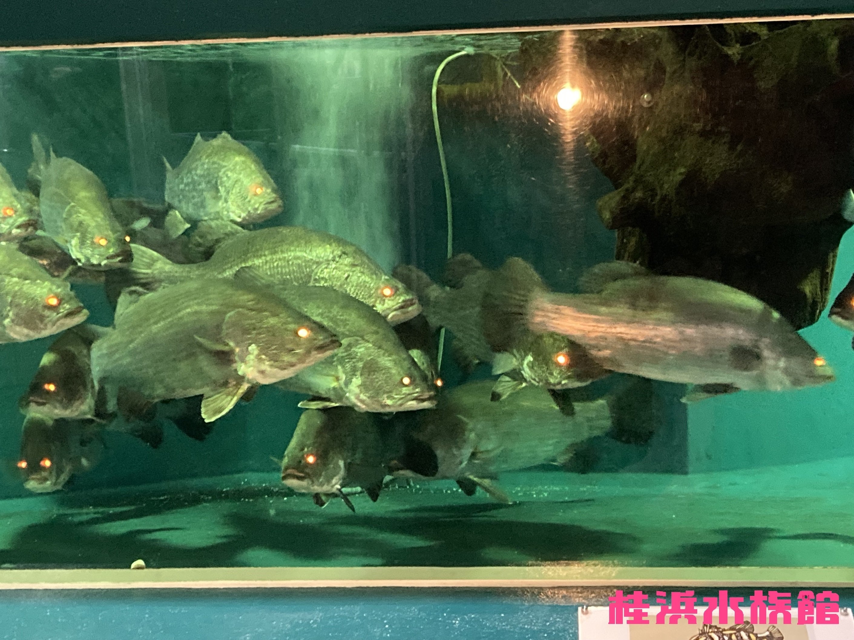 アカメ《展示動物解説》｜桂浜水族館 公式