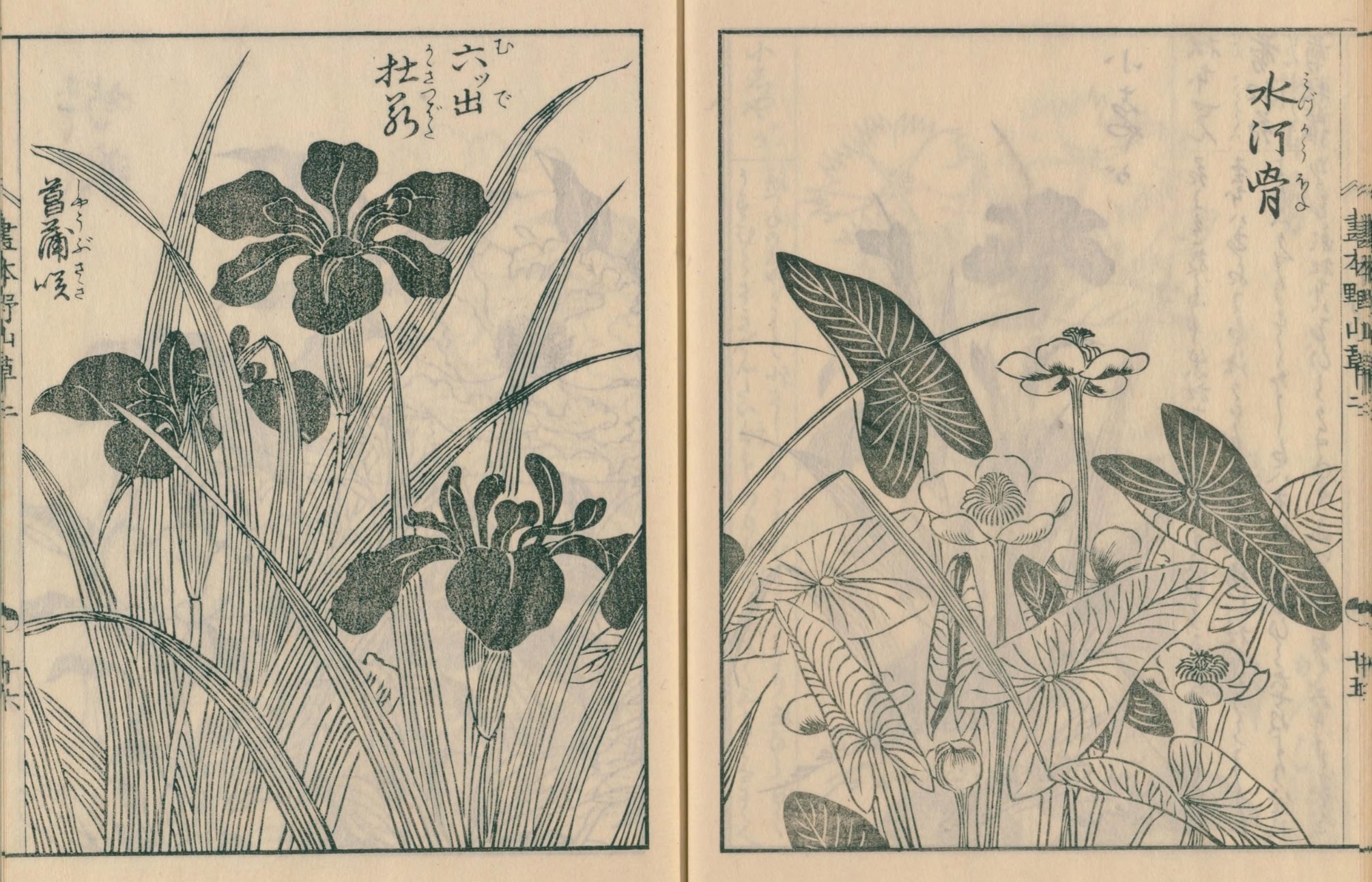 絵本野山草】(12) 花いちご／松本剪／小しやが／水河骨／かきつばた