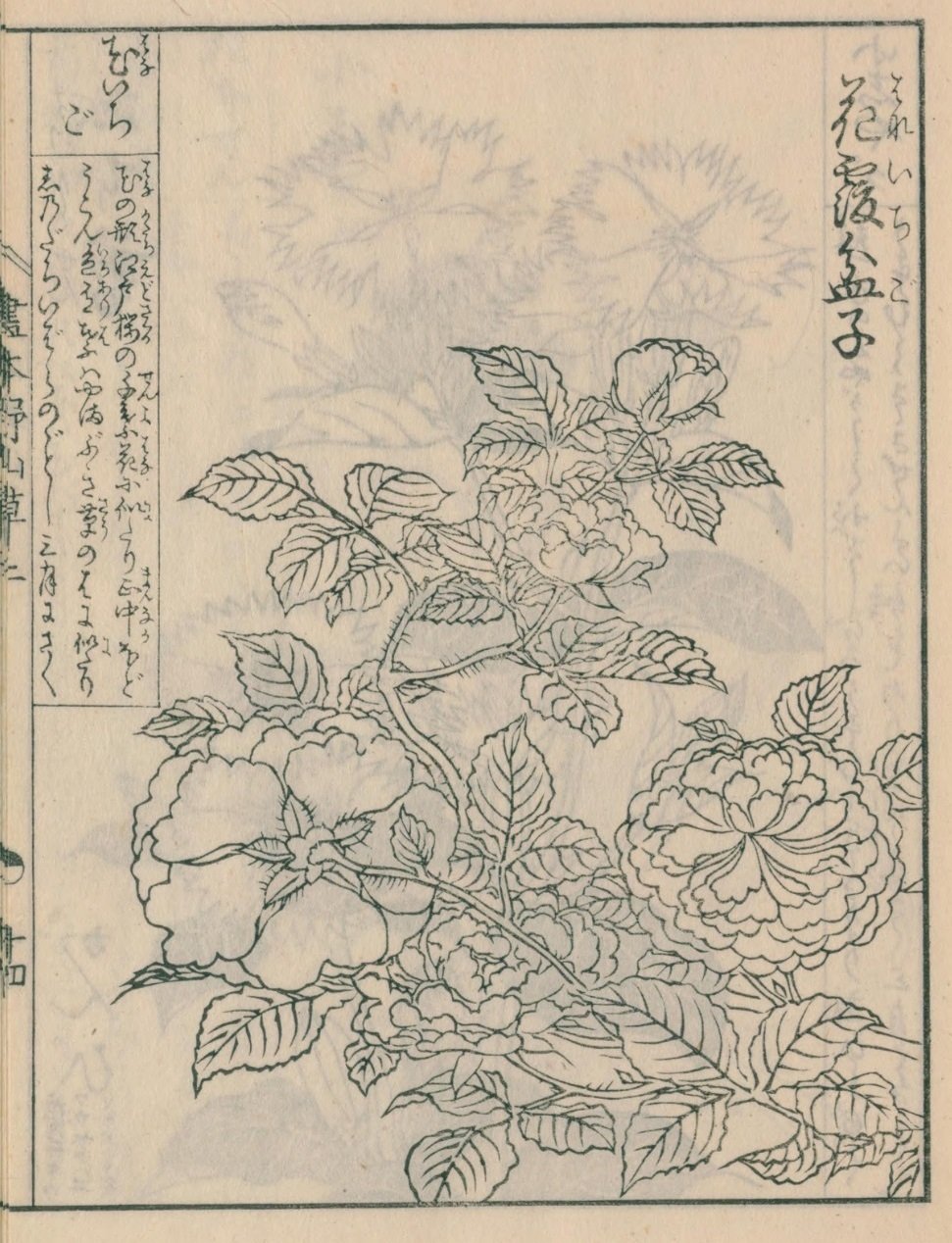 絵本野山草】(12) 花いちご／松本剪／小しやが／水河骨／かきつばた