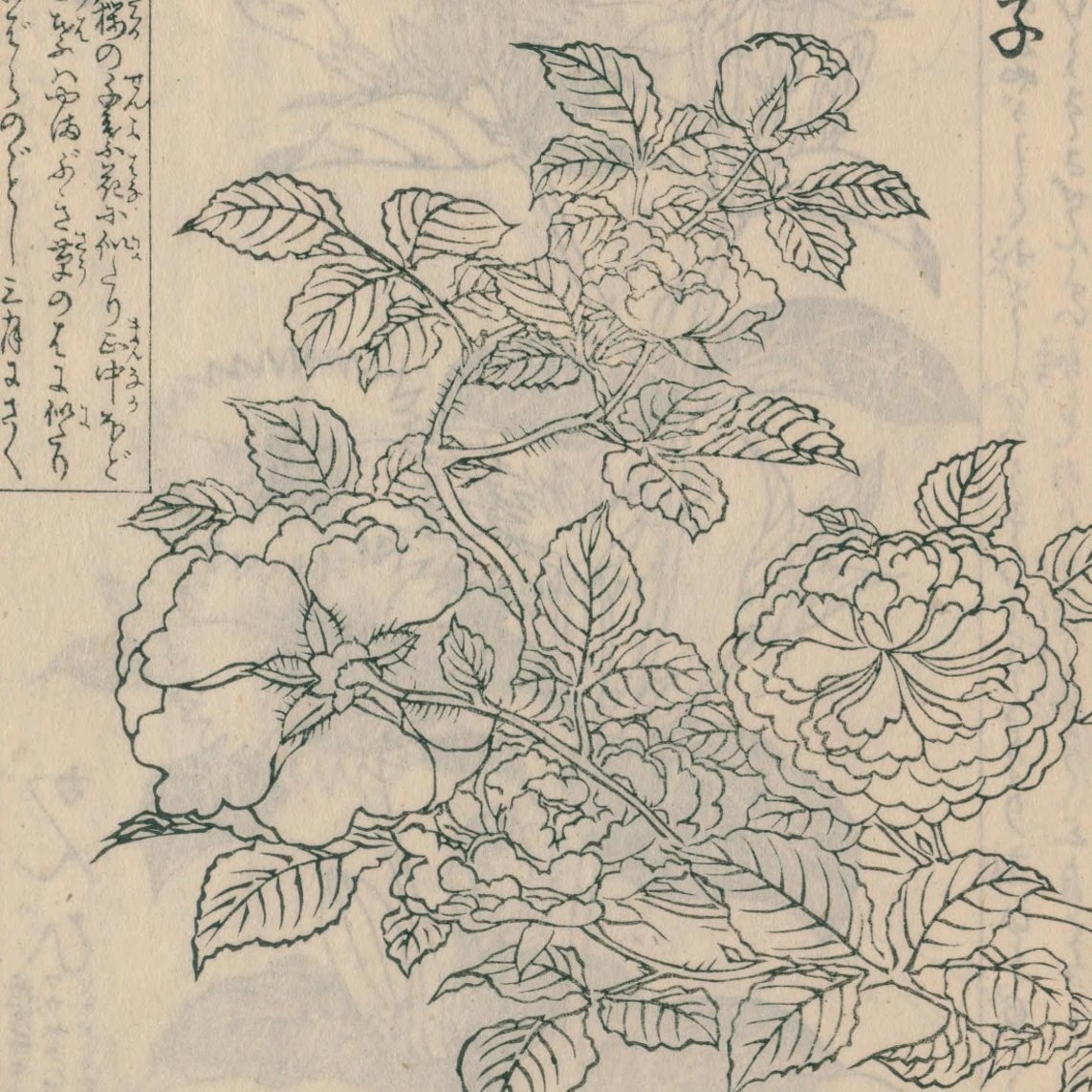 絵本野山草】(12) 花いちご／松本剪／小しやが／水河骨／かきつばた