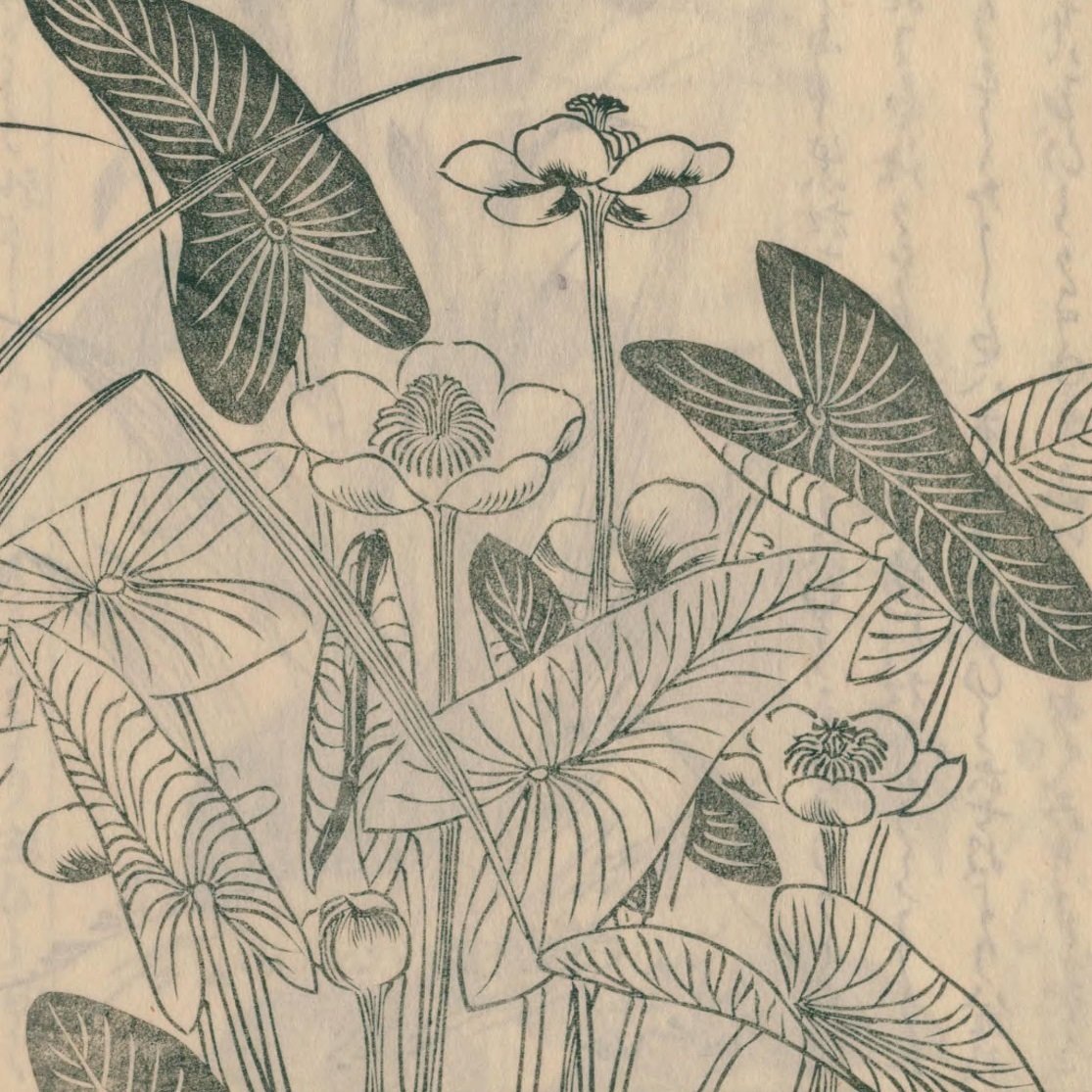 絵本野山草】(12) 花いちご／松本剪／小しやが／水河骨／かきつばた