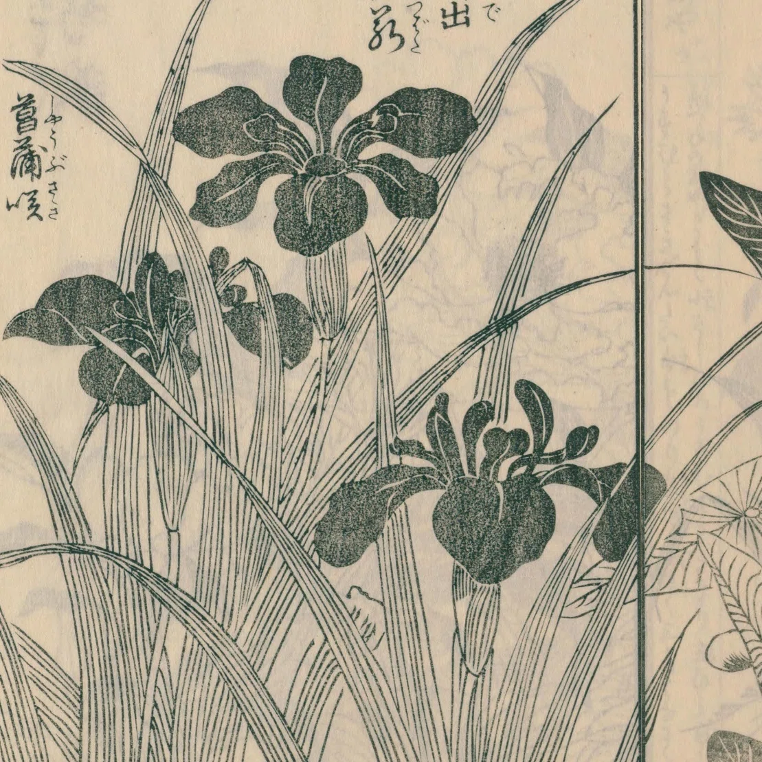松本 勝 芍薬 日本画 5号 絵画 絵本野山草】(12) 花いちご／松本剪／小しやが／水河骨／かきつばた