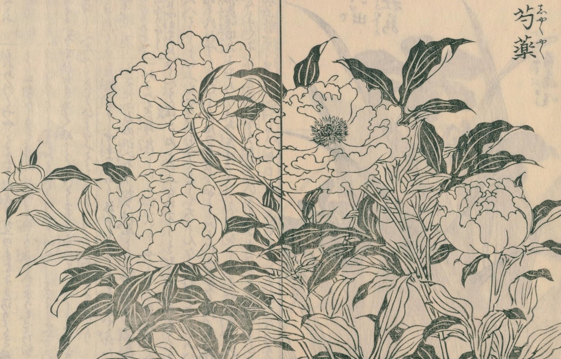 絵本野山草】(12) 花いちご／松本剪／小しやが／水河骨／かきつばた