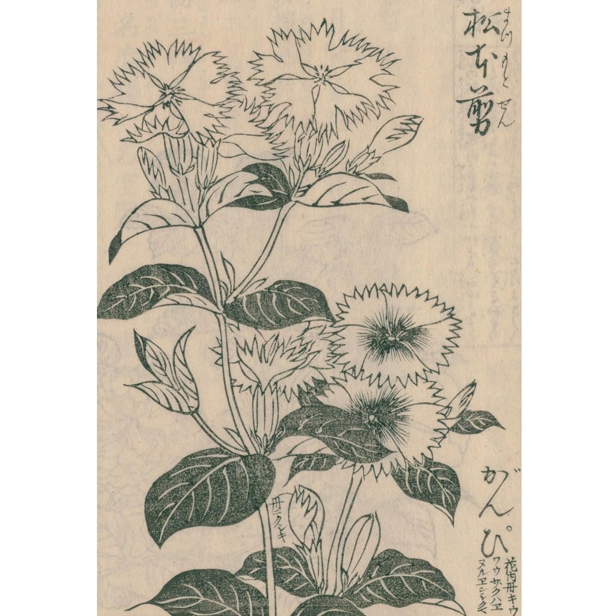 絵本野山草】(12) 花いちご／松本剪／小しやが／水河骨／かきつばた