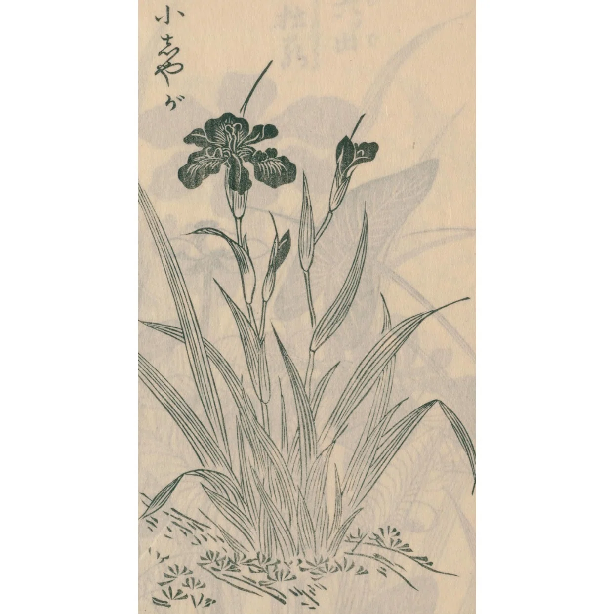 絵本野山草】(12) 花いちご／松本剪／小しやが／水河骨／かきつばた