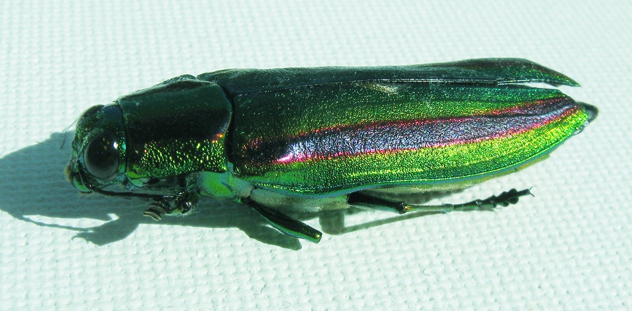 ヤマトタマムシ」を拾った。｜海丸ミチ