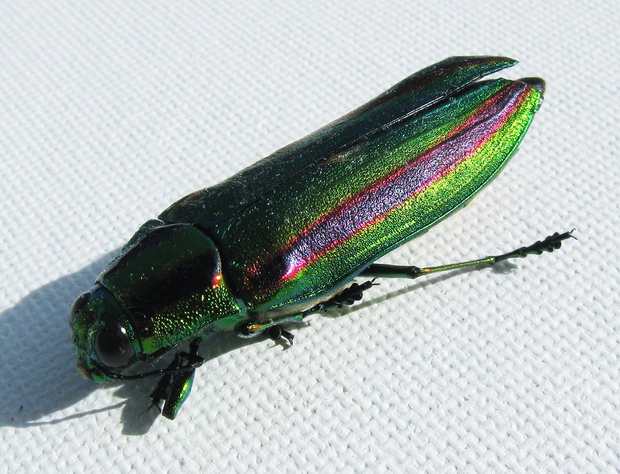 ヤマトタマムシ」を拾った。｜海丸ミチ