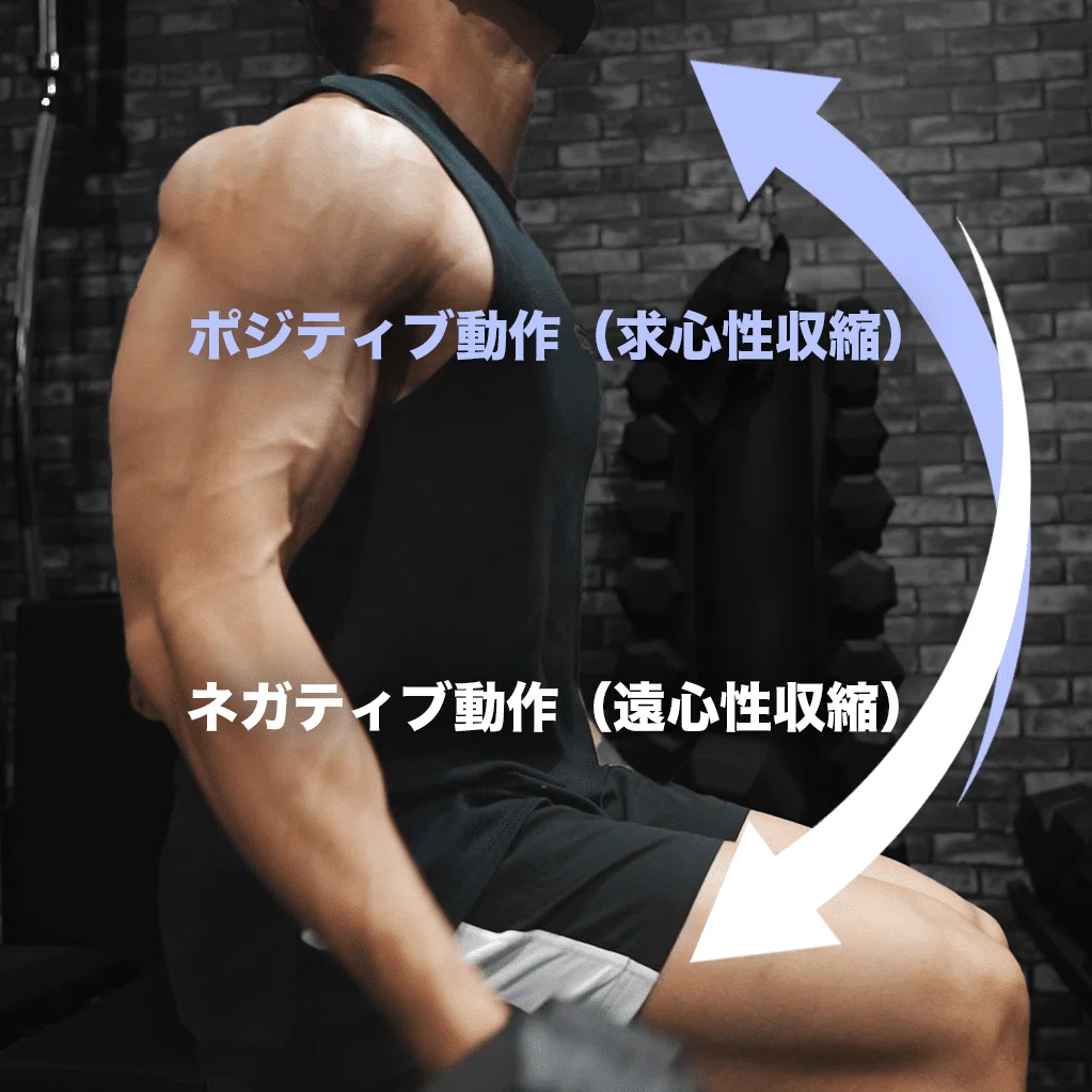筋肥大にとって最適なトレーニングテンポとは？【マガジン限定記事