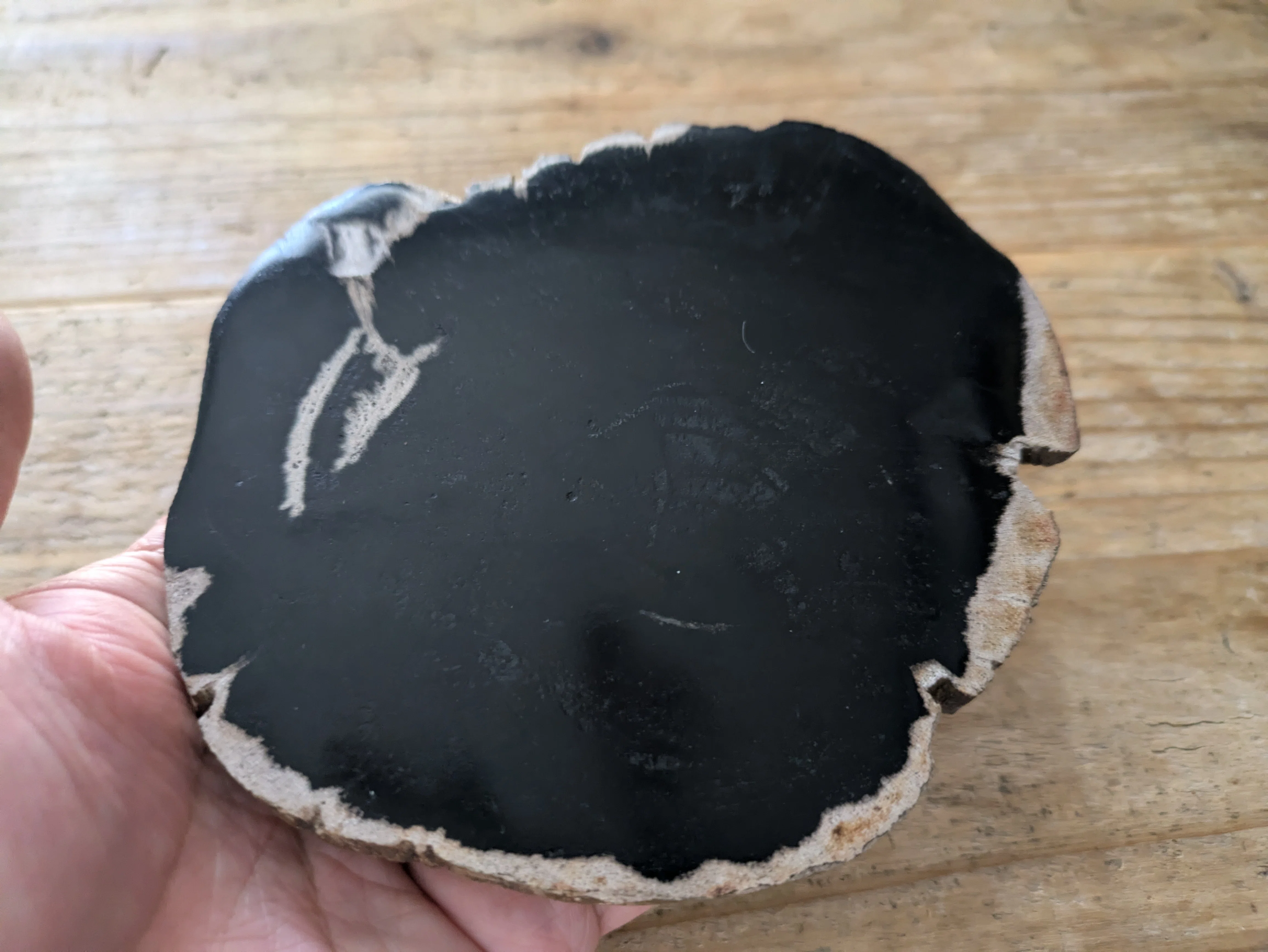 WOOD COASTER】 地中に埋もれた樹木が、膨大な年月をかけ地層から