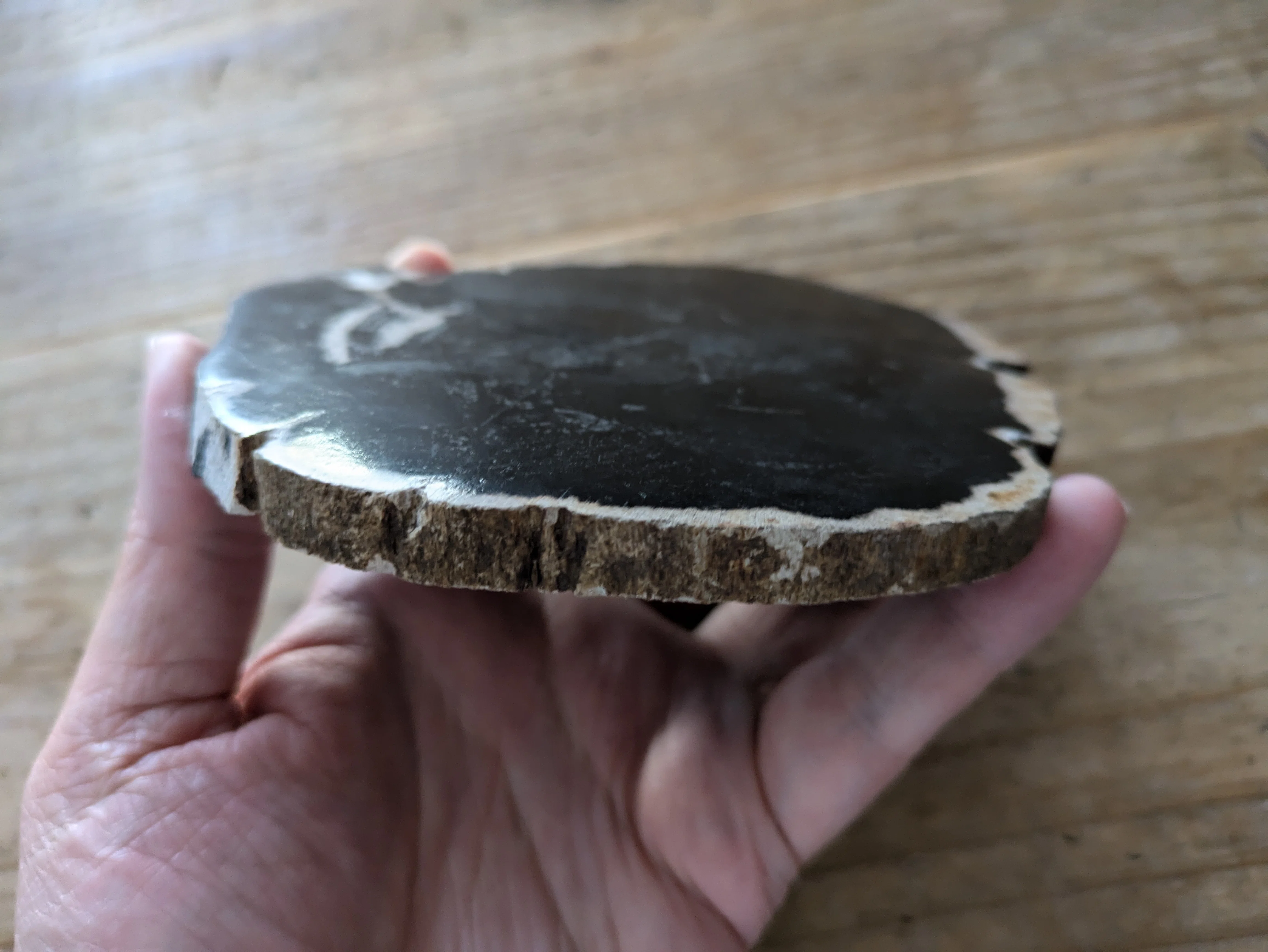 WOOD COASTER】 地中に埋もれた樹木が、膨大な年月をかけ地層から
