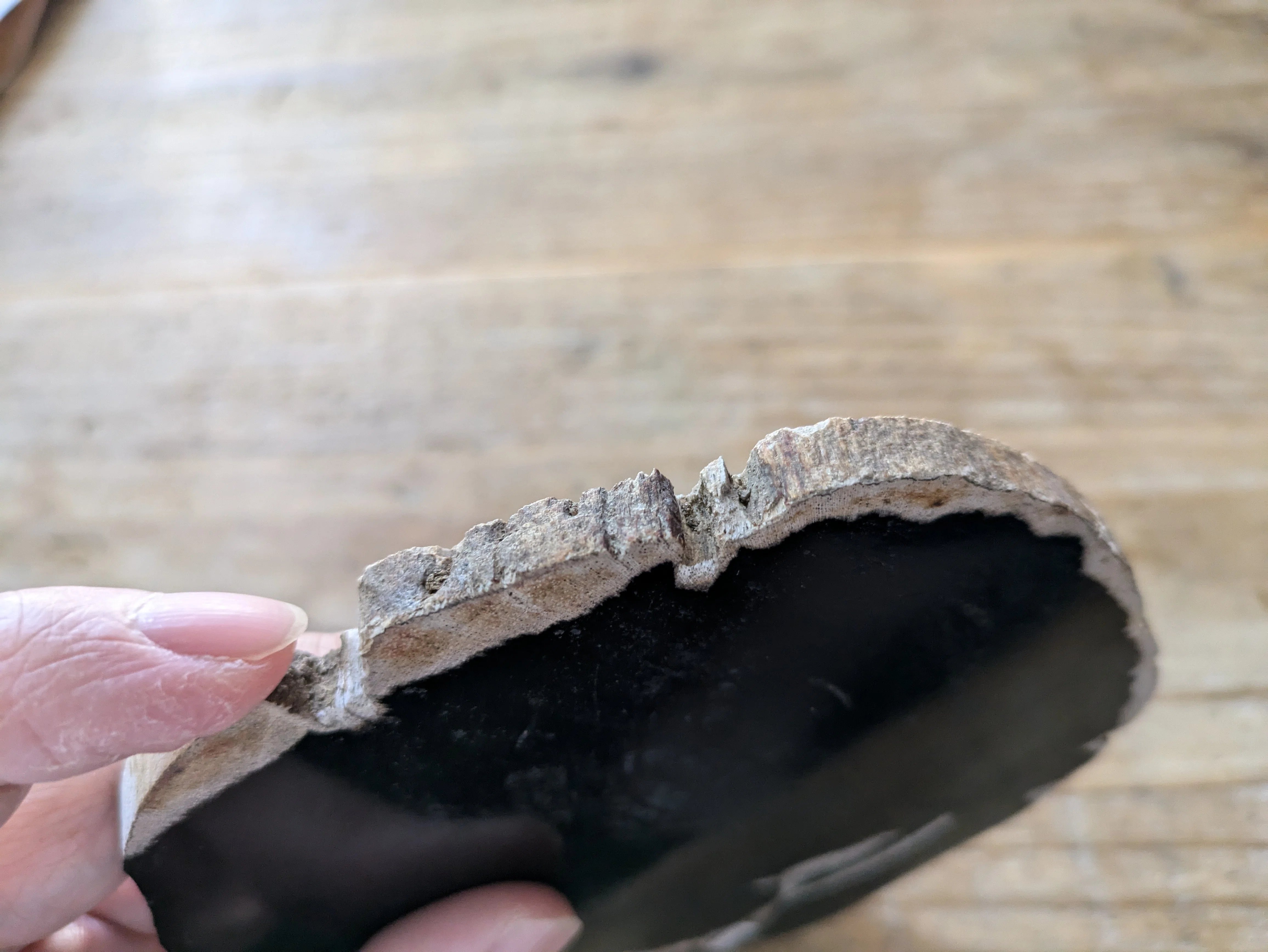 WOOD COASTER】 地中に埋もれた樹木が、膨大な年月をかけ地層から