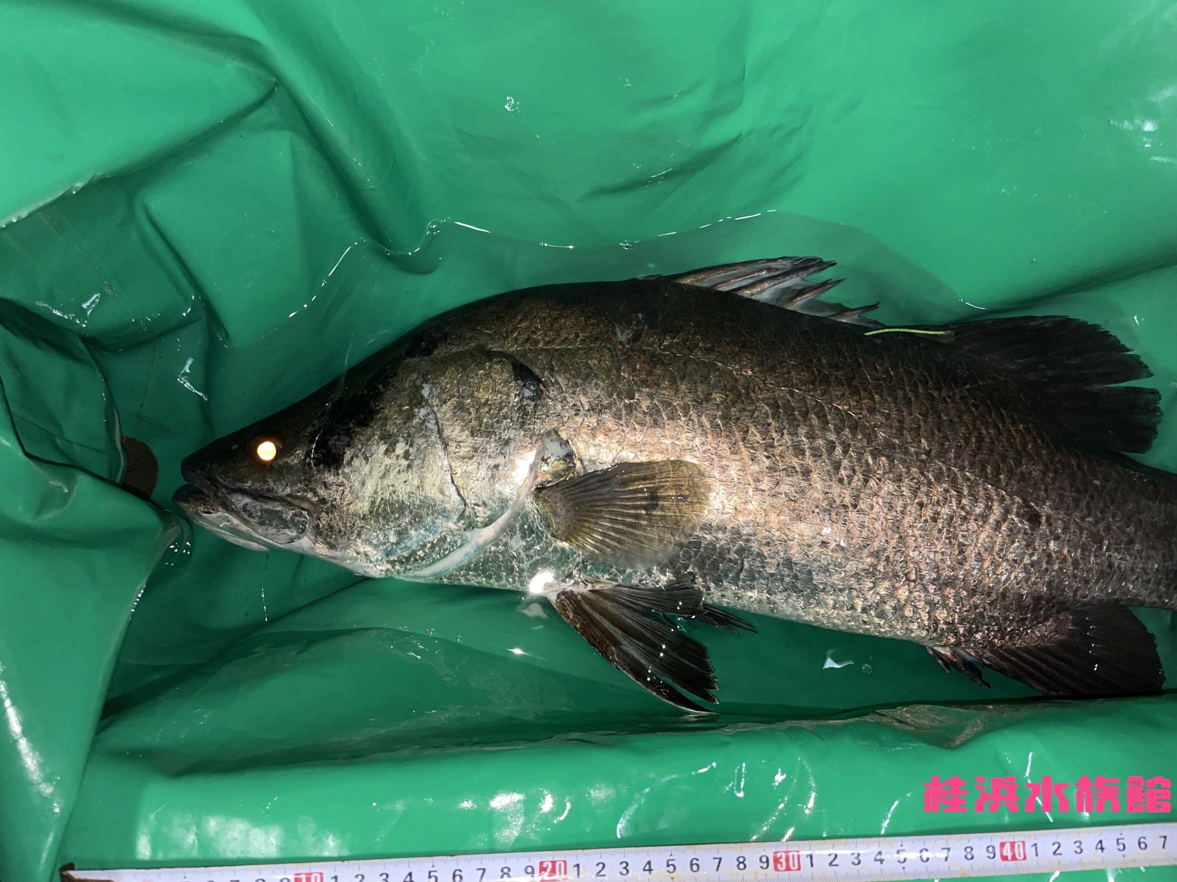 アカメ《展示動物解説》｜桂浜水族館 公式