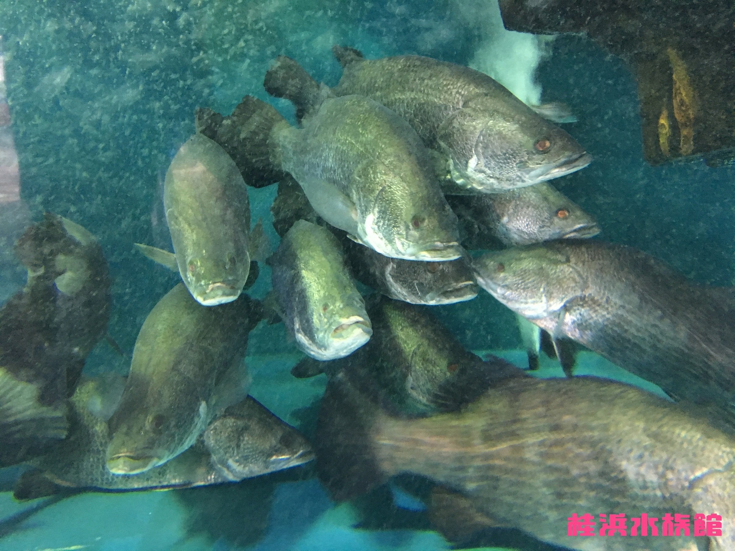 アカメ《展示動物解説》｜桂浜水族館 公式