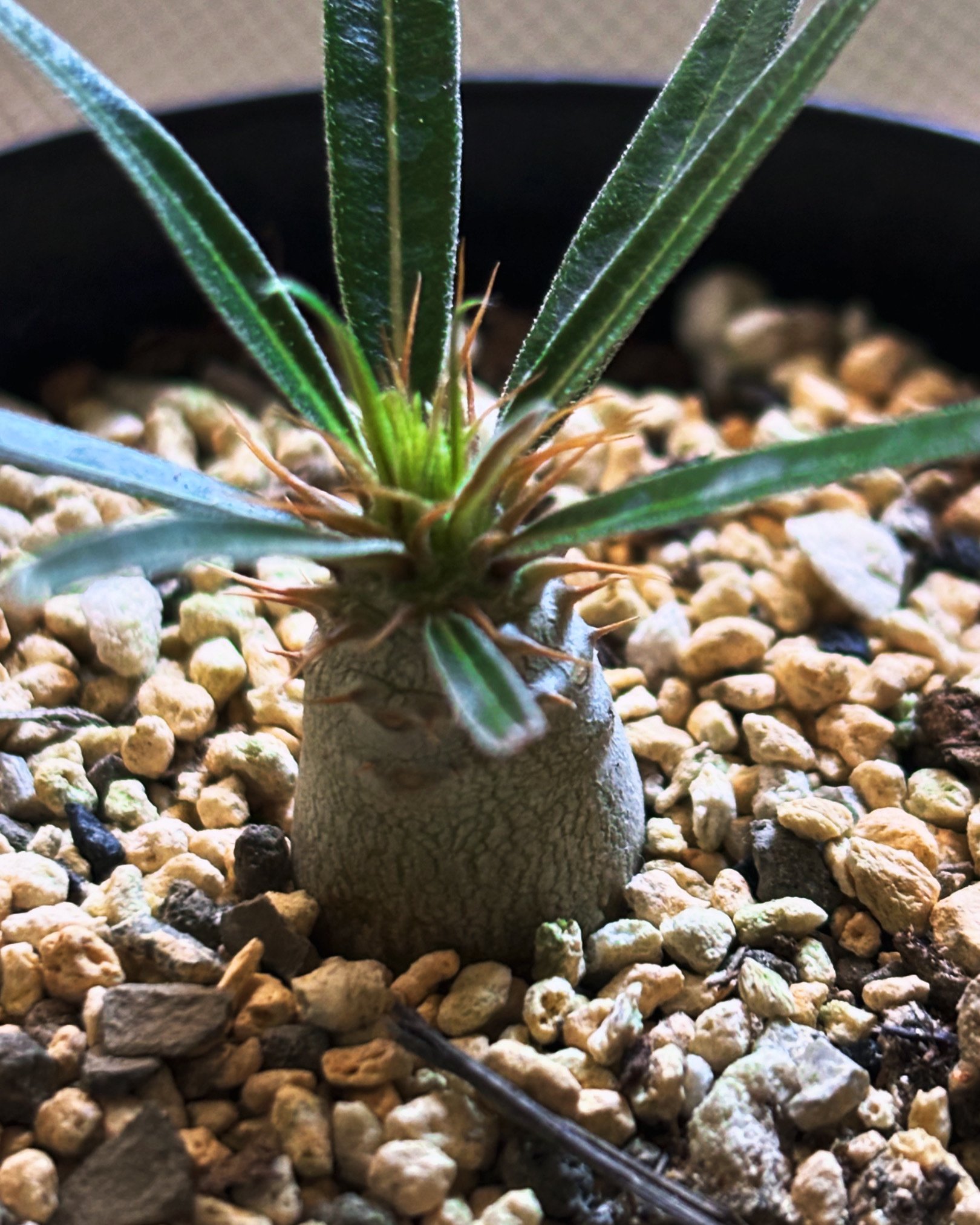 長谷川亀甲竜 4寸サイズ 大型園芸店（神奈川）で塊根植物みてきた｜
