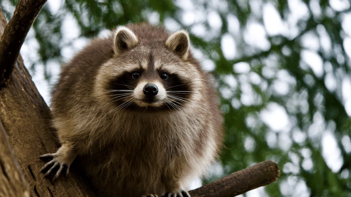 アライグマの駆除費用はいくら？料金相場やおすすめ業者を紹介【千葉県 