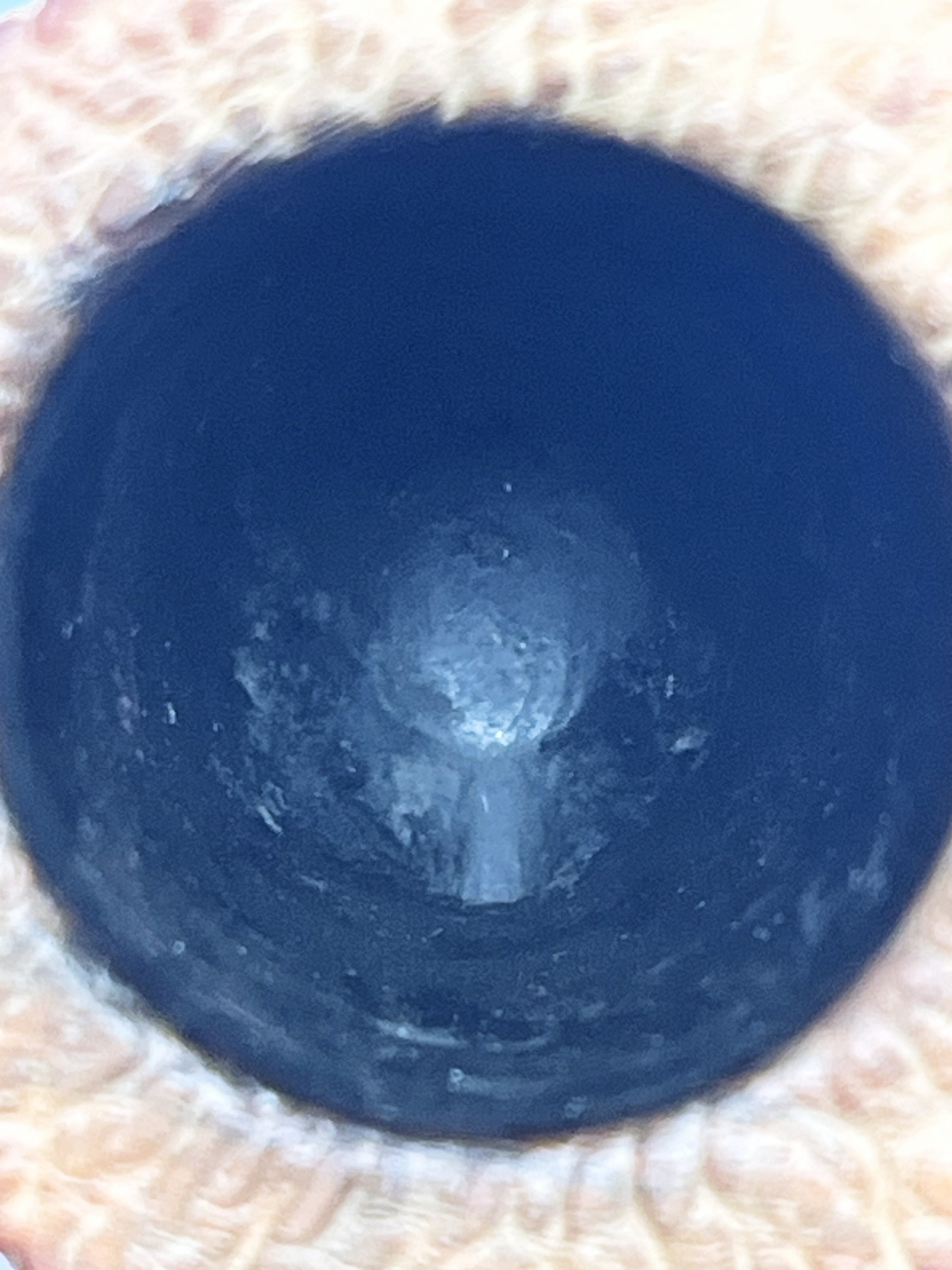 SAVINELLI / PUNTO ORO / SeaCoral / 121KS｜Bull