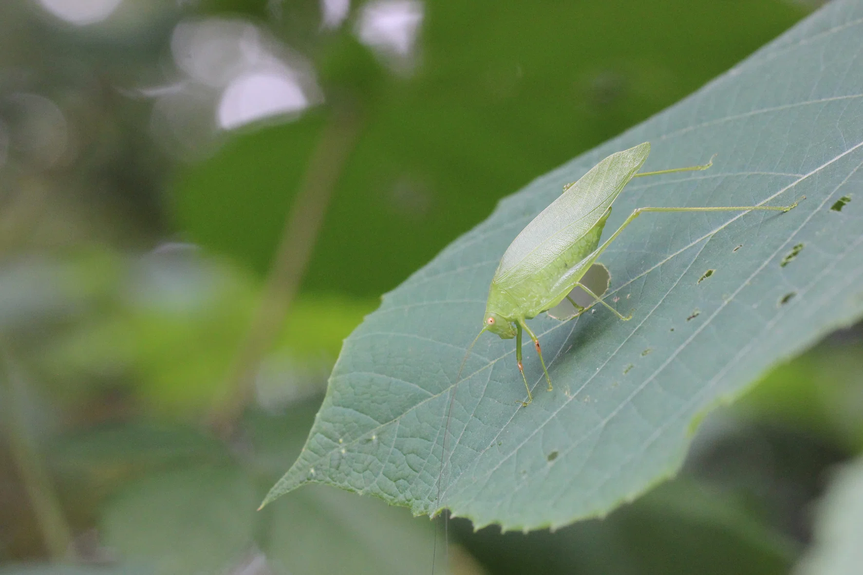 それでも虫はそこにいる。～身近なマイナー昆虫紹介～｜竜洋昆虫自然