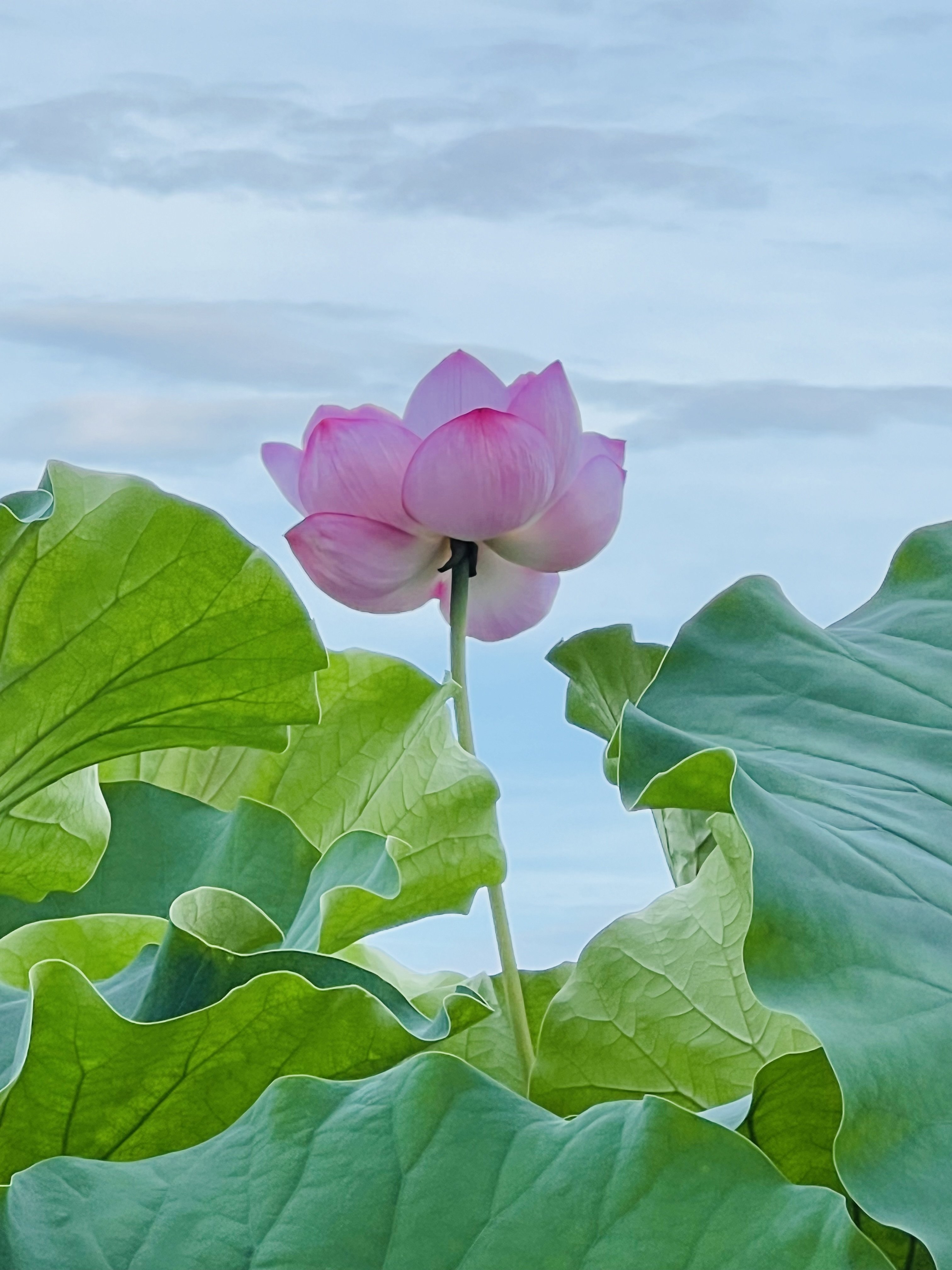 上野不忍池の蓮の花 2024｜ミント