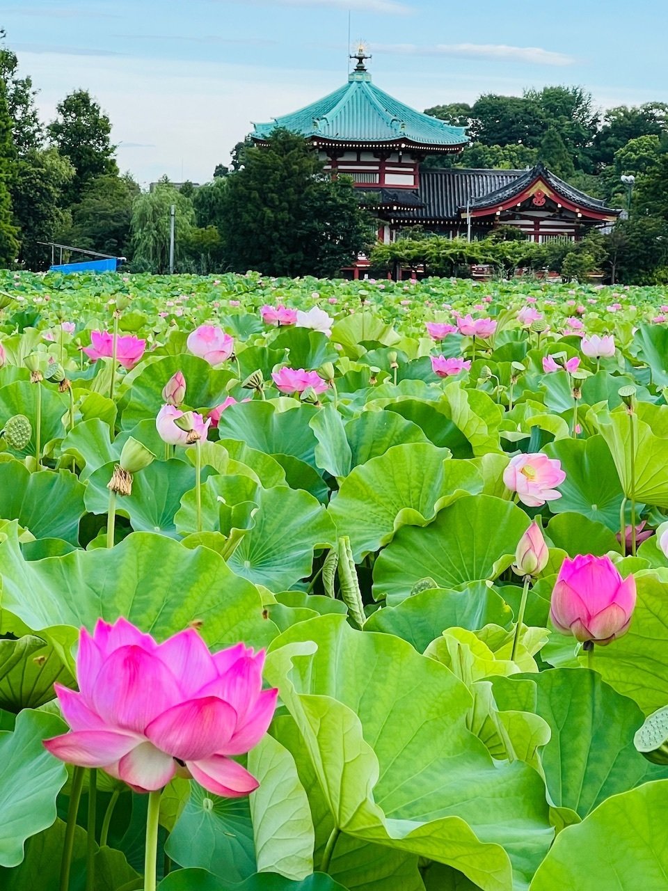 上野不忍池の蓮の花 2024｜ミント