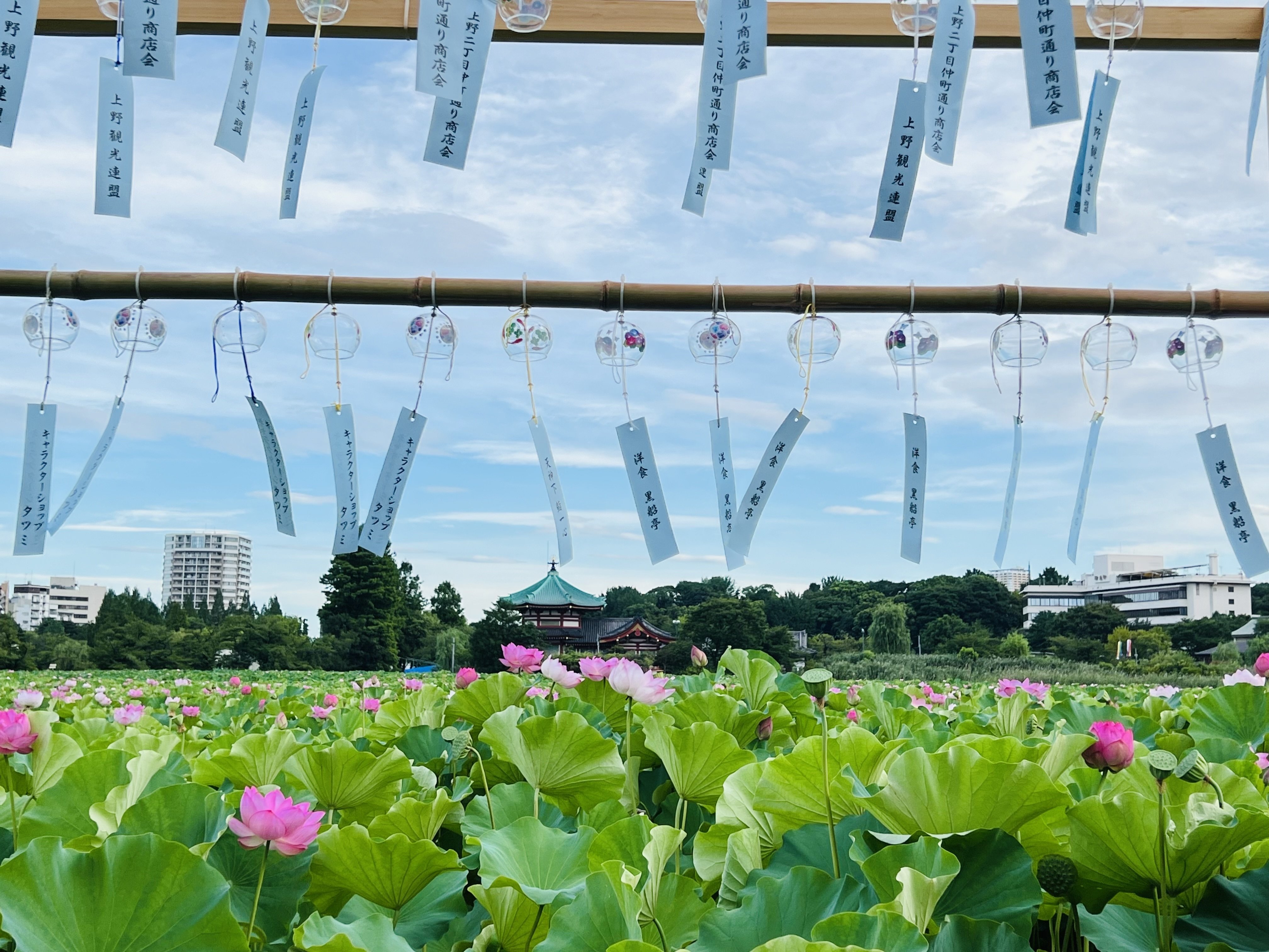 上野不忍池の蓮の花 2024｜ミント
