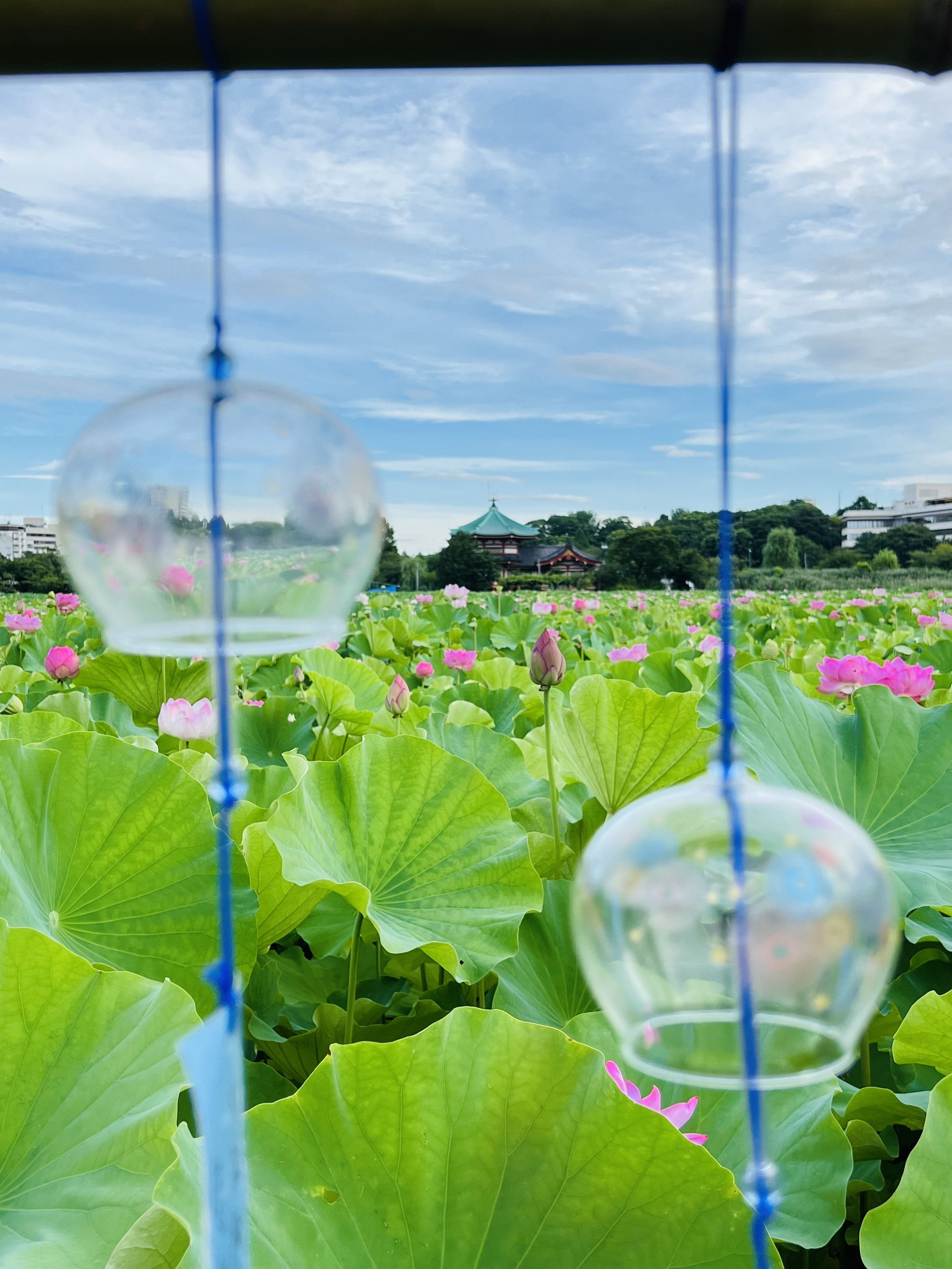 上野不忍池の蓮の花 2024｜ミント